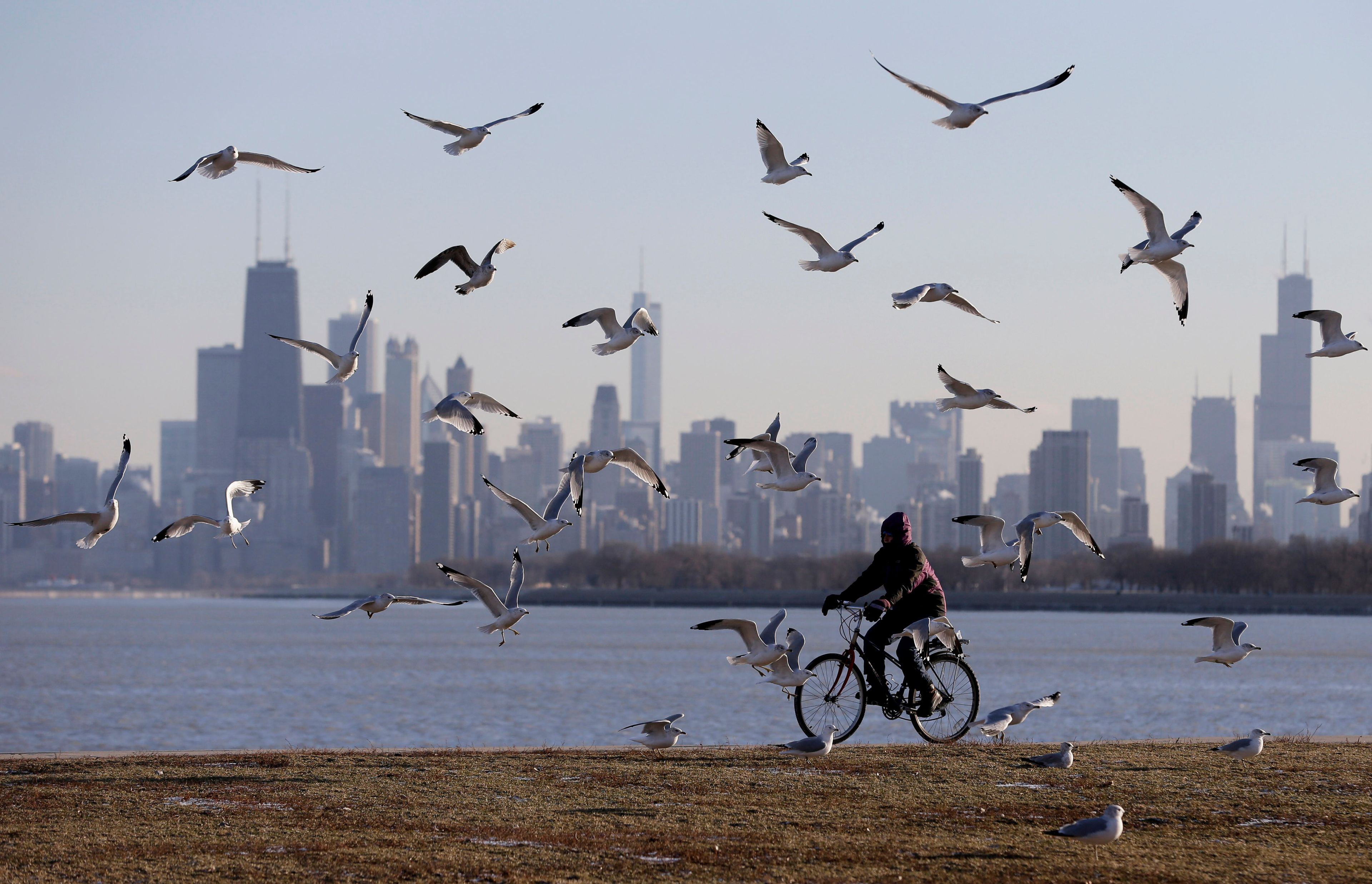 FILE - Birds fly as a woman rides her bicycle in Chicago on Feb.1, 2013. A new study finds that more than 1 billion birds are killed annually in the U.S. in collisions with windows. (AP Photo/Nam Y. Huh, File)