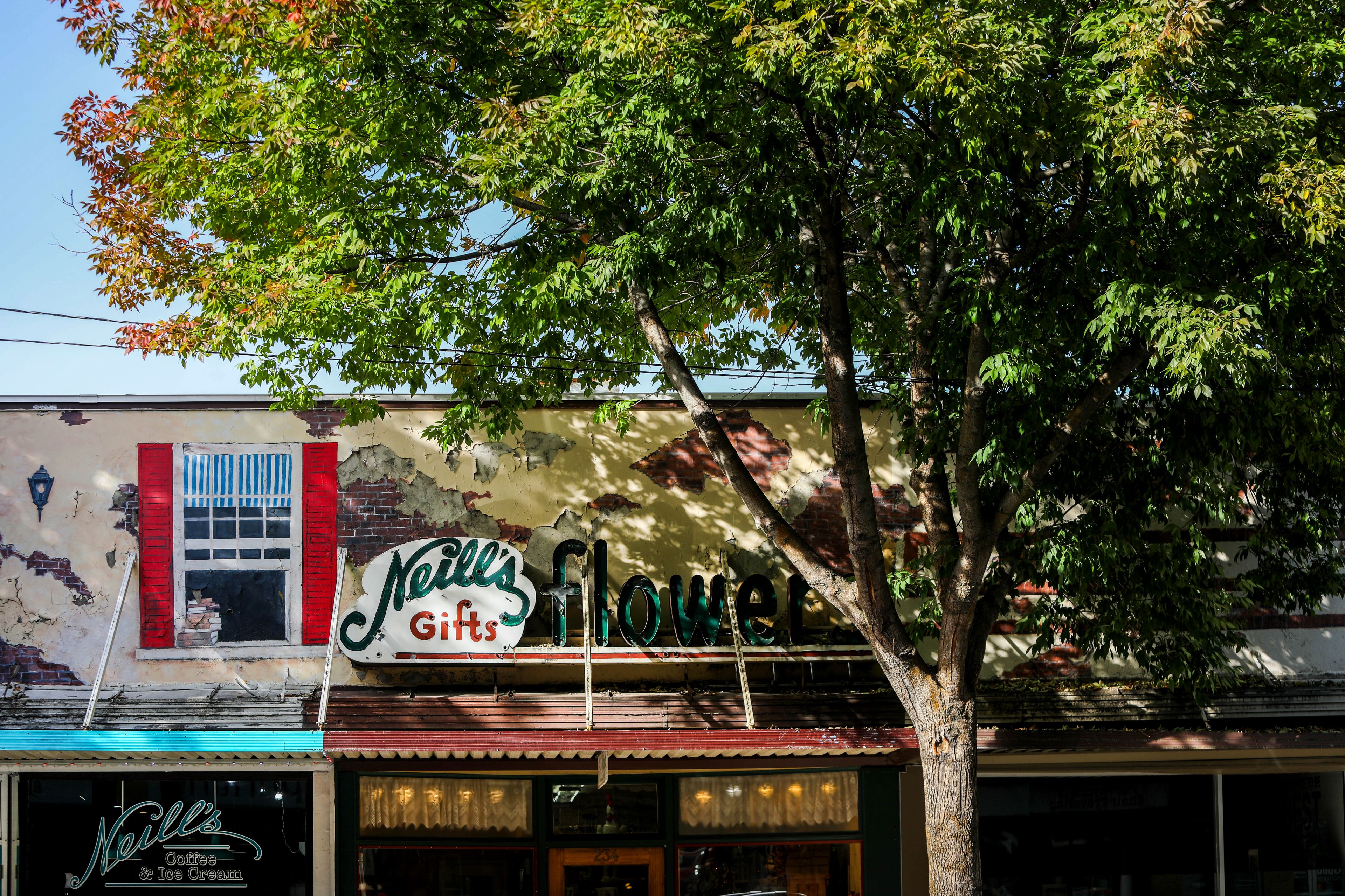 Shadows are cast on businesses along Main Street by the trees that line the road in Pullman on Monday. The city of Pullman announced that it will be removing and replacing these trees as part of its Project Downtown Pullman, in which sidewalks will also be replaced.