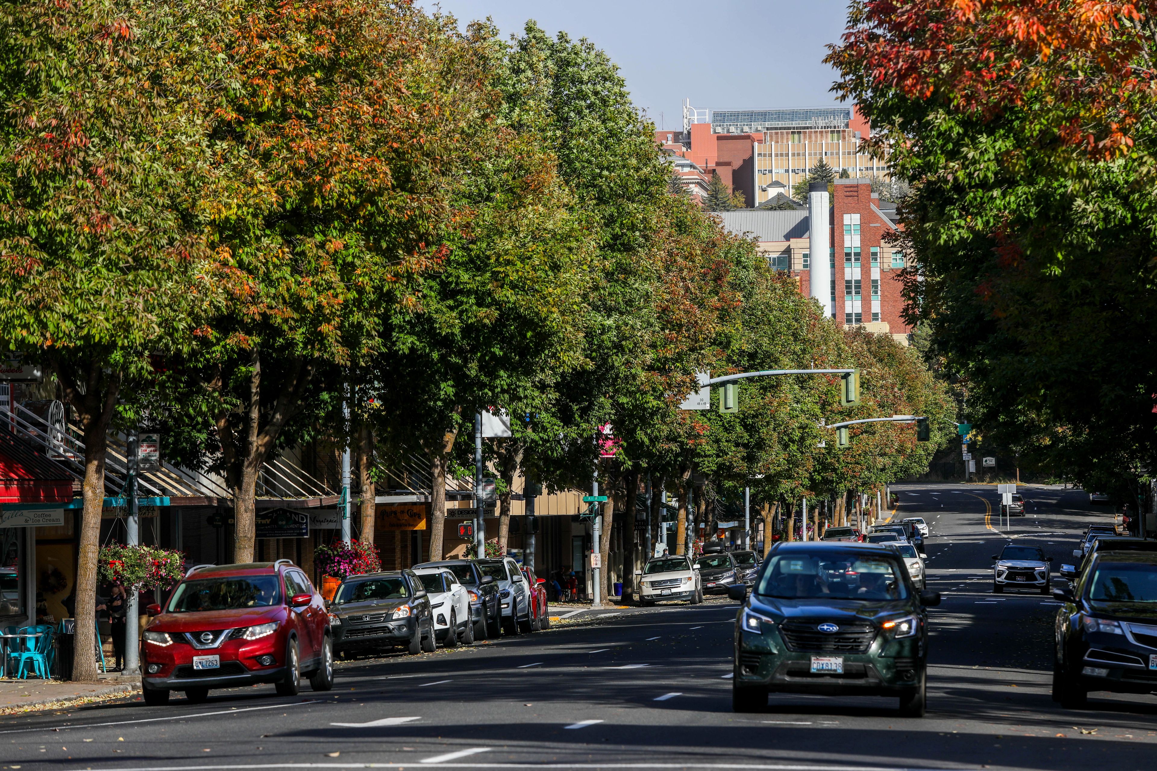 Trees line both sides of Main Street as cars move down the road in Pullman. The city of Pullman announced that it will be removing and replacing these trees as part of its Project Downtown Pullman, in which sidewalks will also be replaced.