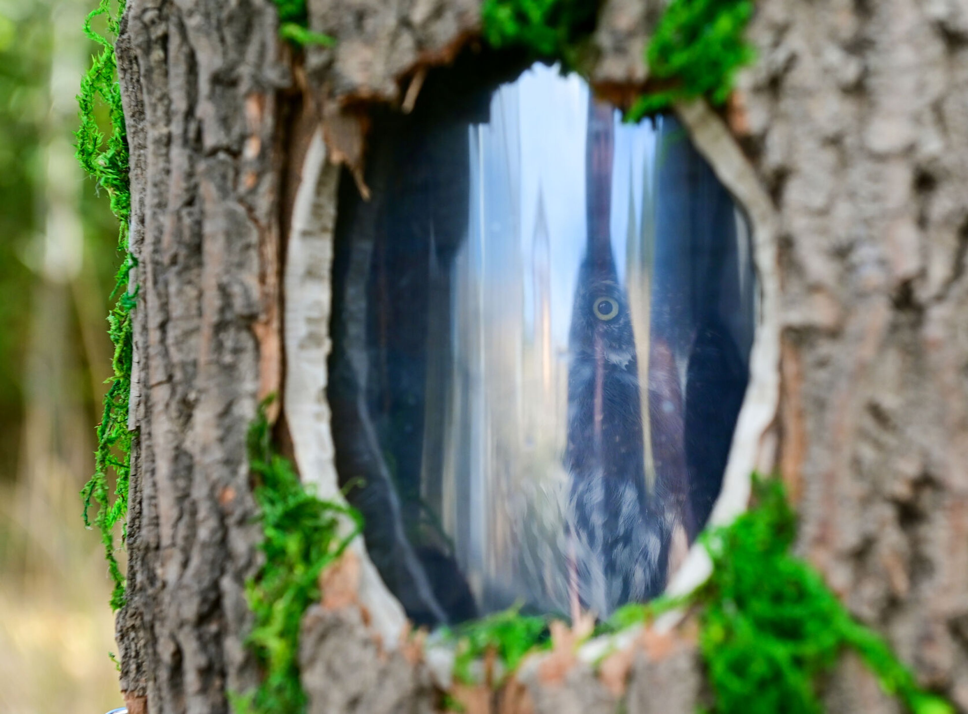 Hurik, a Northern pygmy owl from Washington State University, is visible from inside a carrier at the Palouse-Clearwater Environmental Institute nature center Thursday in Moscow.