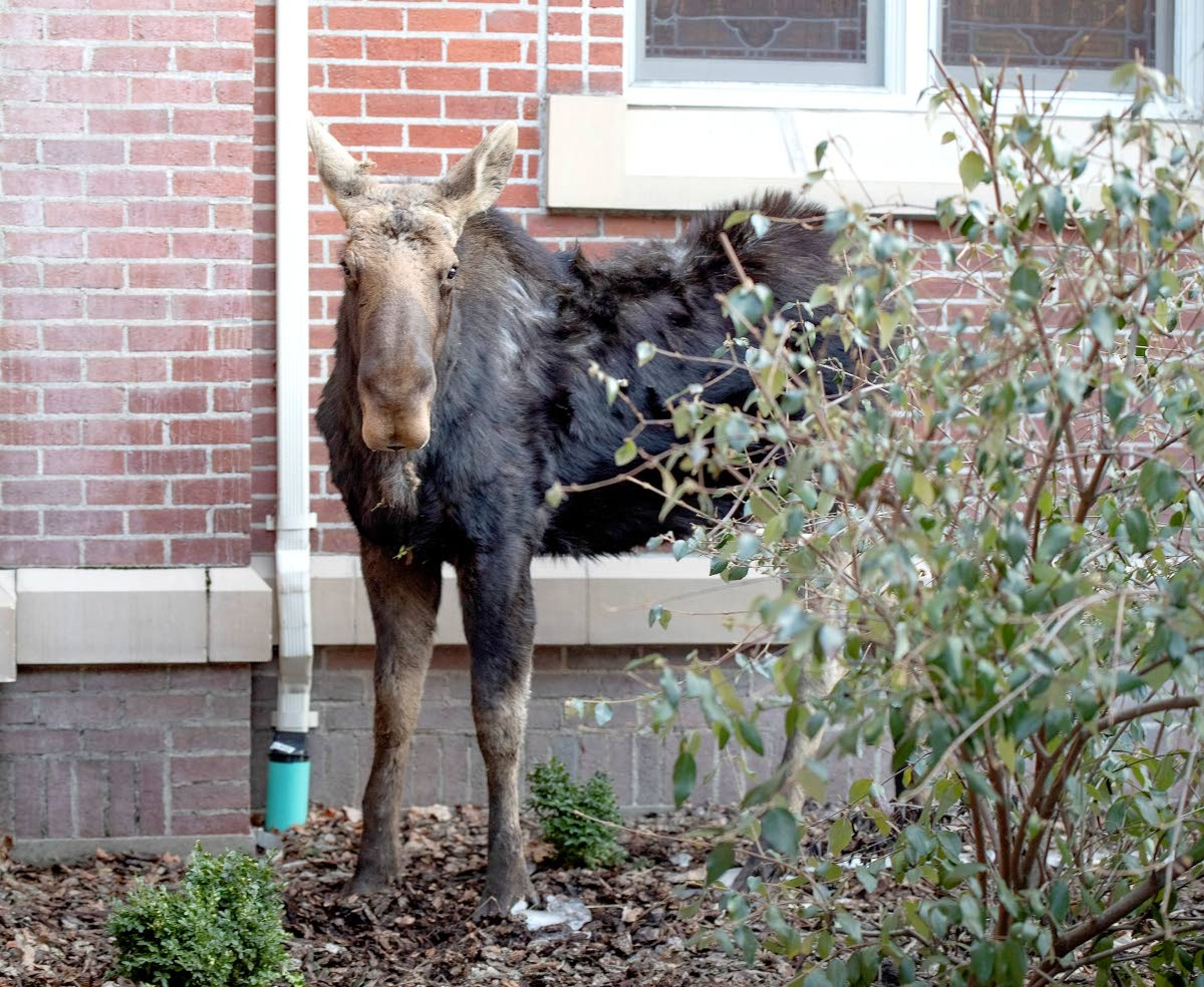 Moscow's Jay Mlazgar snapped this image of a moose on the north side of St. Mary's Catholic Church in Moscow, apparently waiting for services to begin, according to Mlazgar.