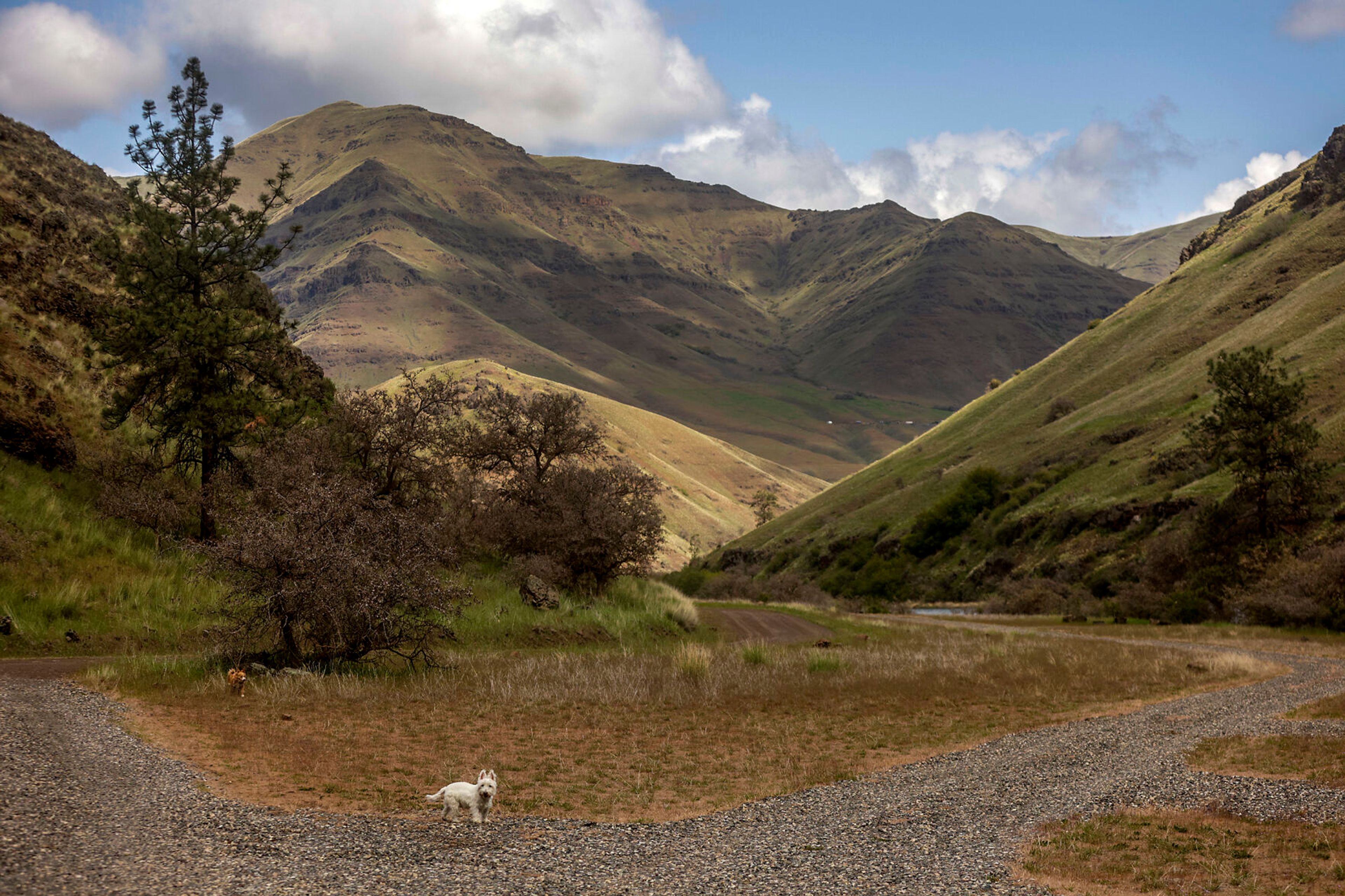 Pete the dog stand at a campground toward the end of Shumaker Road along the Grande Ronde River.