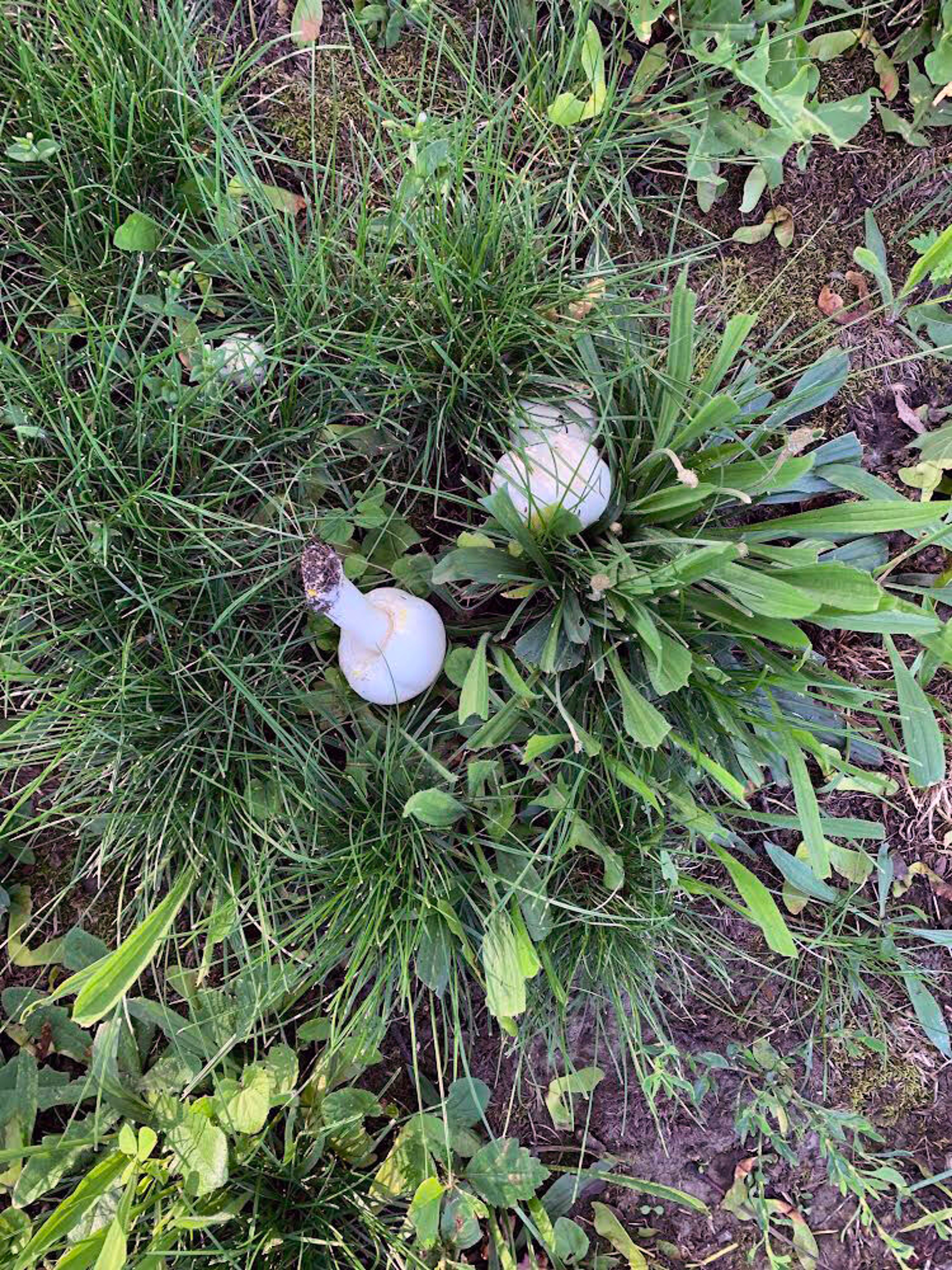 Larry Kirkland, a forager for 40 years, has noticed an increase in the amount of mushrooms like these in the Palouse region, likely because of the wetter-than-average spring.