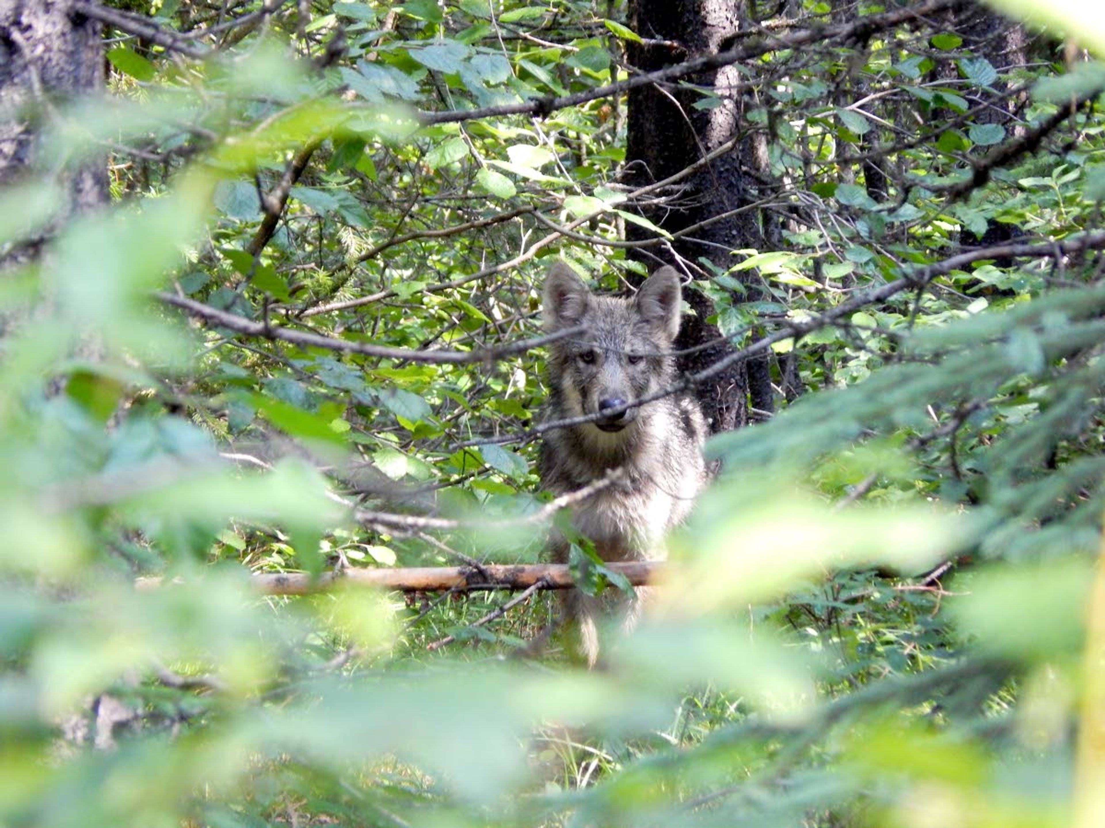 A wolf pup spies on field technicians as they collect samples from wolf scat at a rendezvous site in central Idaho.