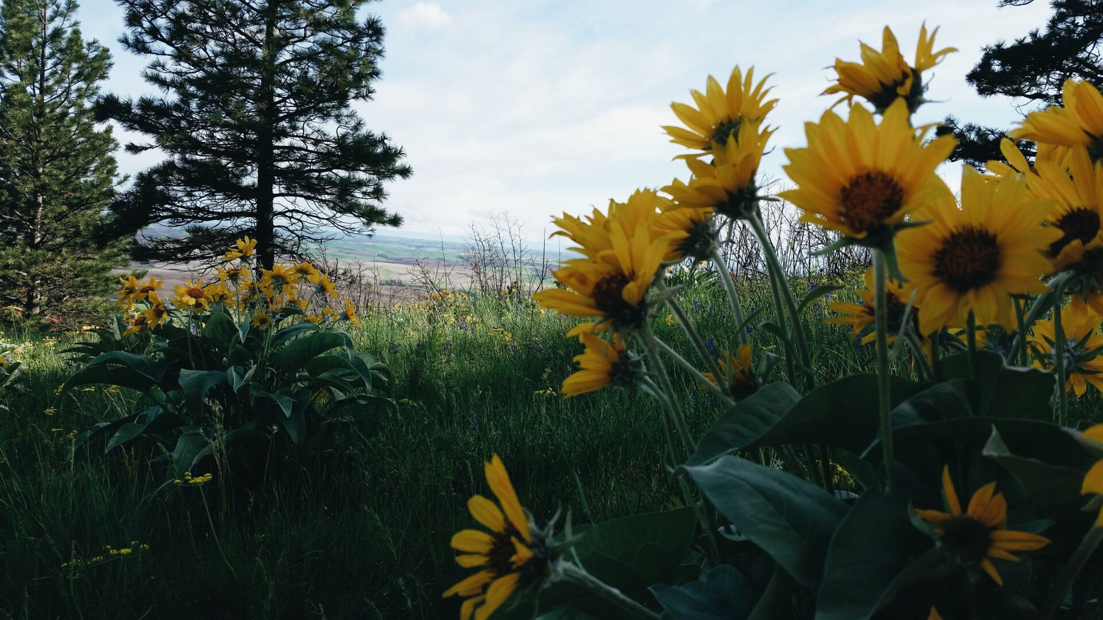 Kamiak Butte State Park