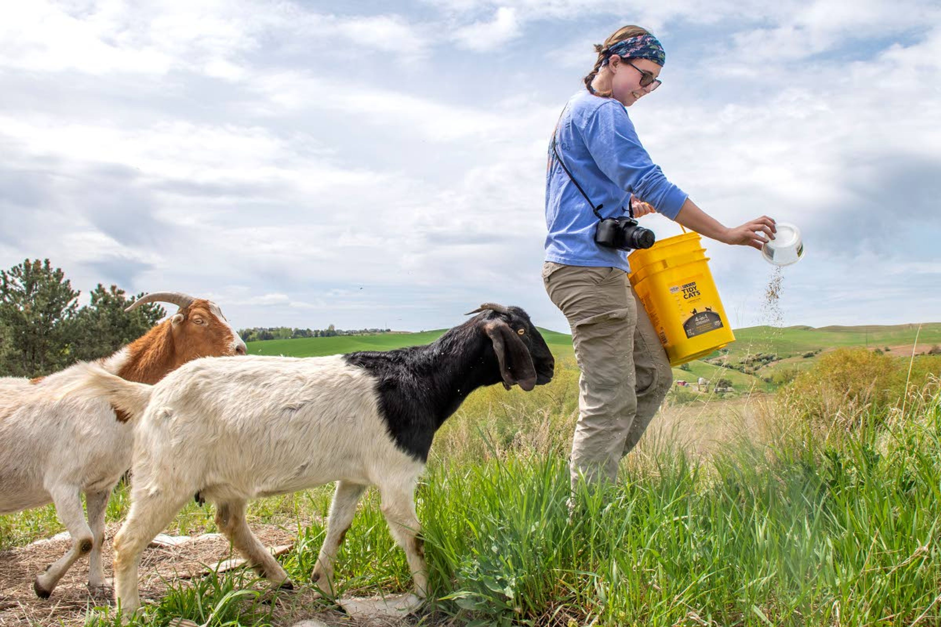 Volunteer Maddy Lucas, of Pullman, is followed by two billy goats as she spreads a seed mixture of Palouse native plants including Idaho fescue, blue bunch wheat grass and sunflowers. “I’m really into restoring the native Palouse prairie. I like to say that I’m a botanist by hobby,” Lucas said.