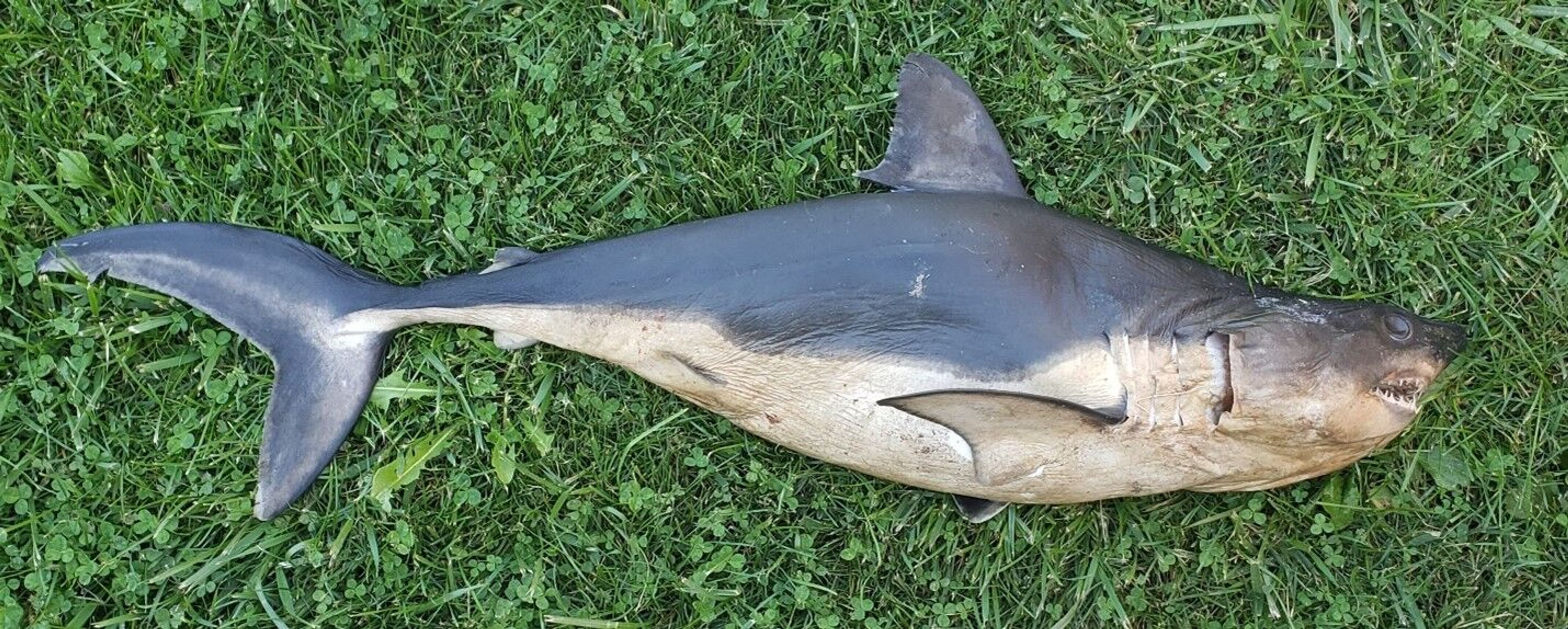 A dead salmon shark was found near Riggins on Monday. Officials from the Idaho Department of Fish and Game believe the shark was brought to the Salmon River as a prank.