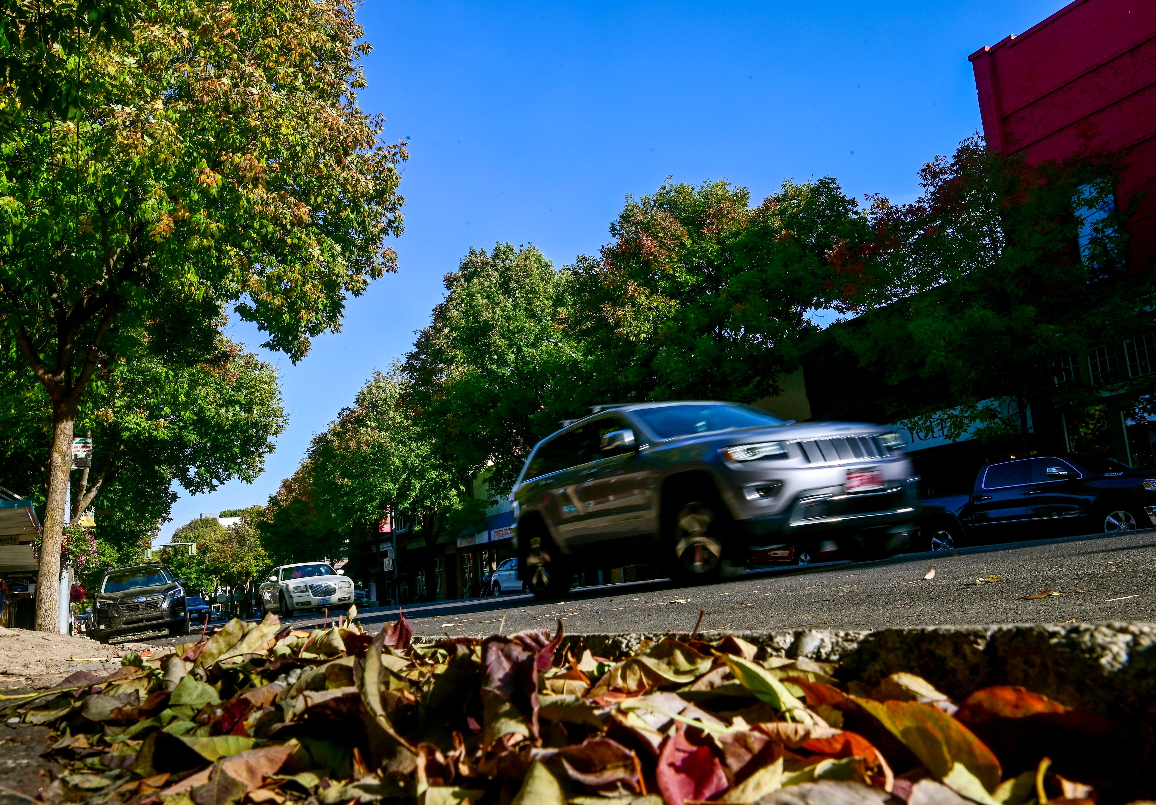 Trees line both sides of Main Street as cars move down the road in Pullman on Monday. The city of Pullman announced that it will be removing and replacing these trees as part of its Project Downtown Pullman, in which sidewalks will also be replaced.