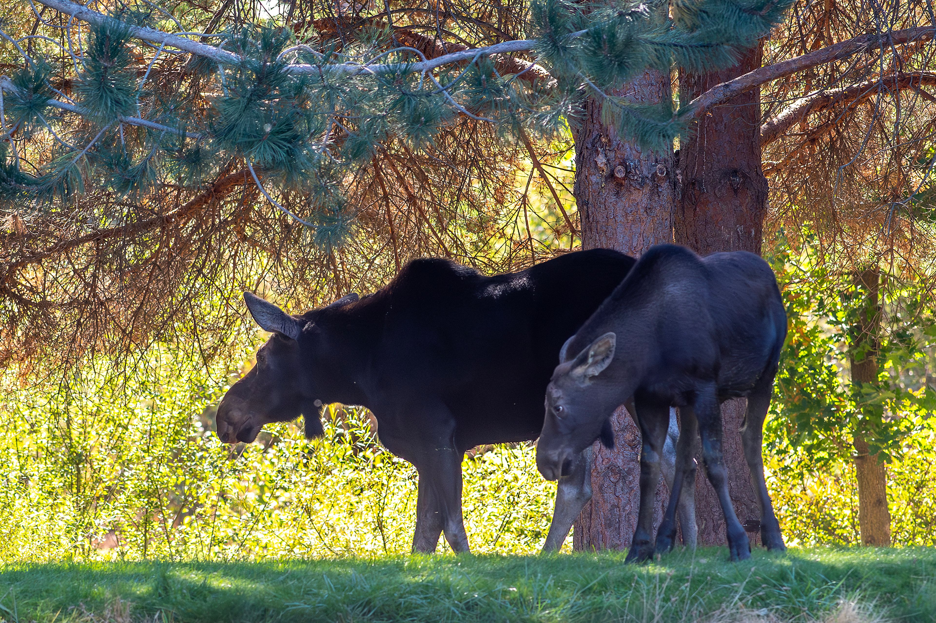 A moose and younger moose walk through the Arboretum & Botanical Garden Tuesday in Moscow.,