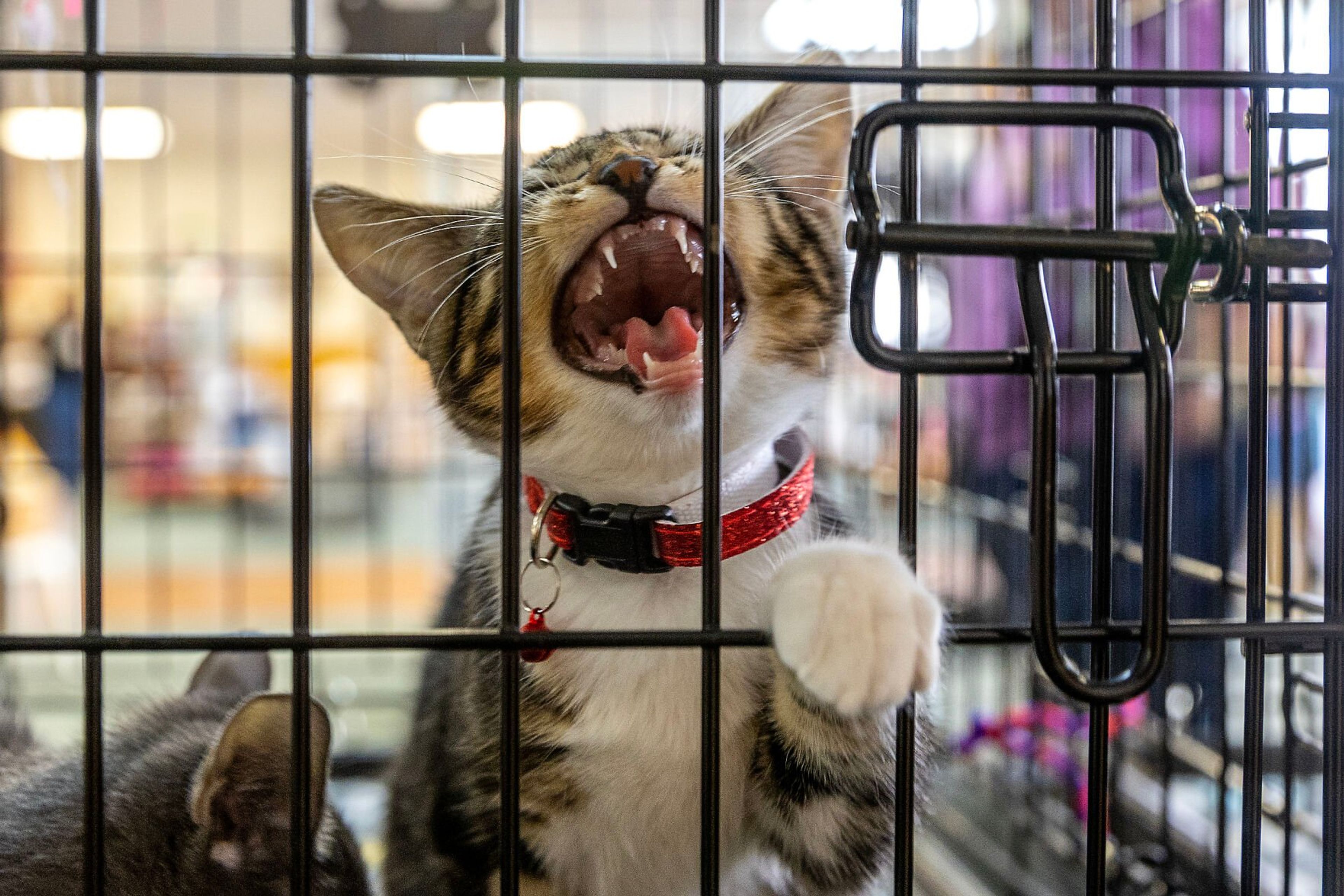 A cat lets out a large meow while sitting with its litter at the Helping Hands Adoption Event Saturday, August 30, in Lewiston.