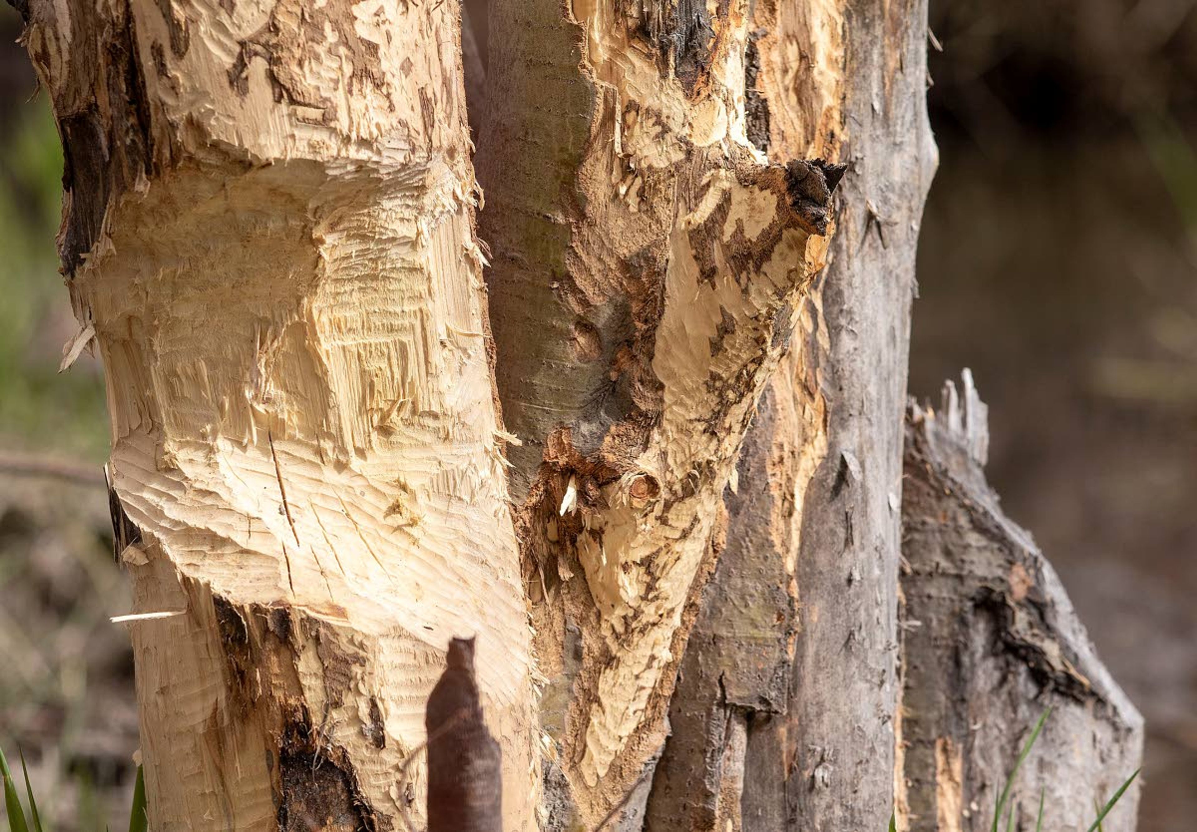 Trees that beavers chewed on are seen on Tuesday at Carol Ryrie Brink Nature Park in Moscow. The park is open again after the beavers were trapped and their dam was removed.