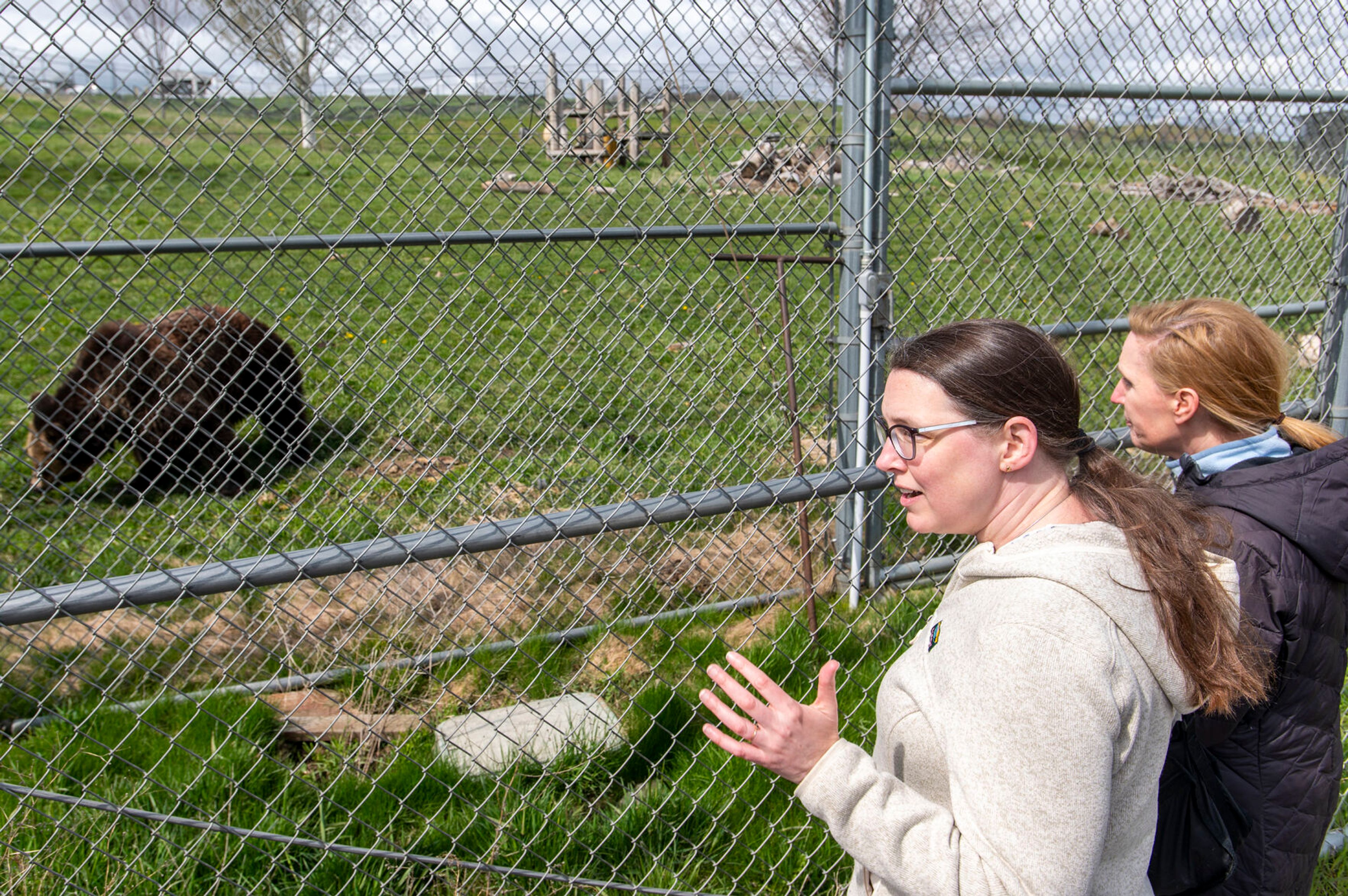 Megan Forbes, left, of Louisville, Ky., and Laurie Arp, of Dublin, Ohio, gaze in amazement at roaming grizzly bears at Washington State University’s Bear Center in Pullman. Arp and Forbes, who are visiting for work, said they were told they must visit the bears while in town. They both confirmed it was worth the long walk from their hotel up the road.