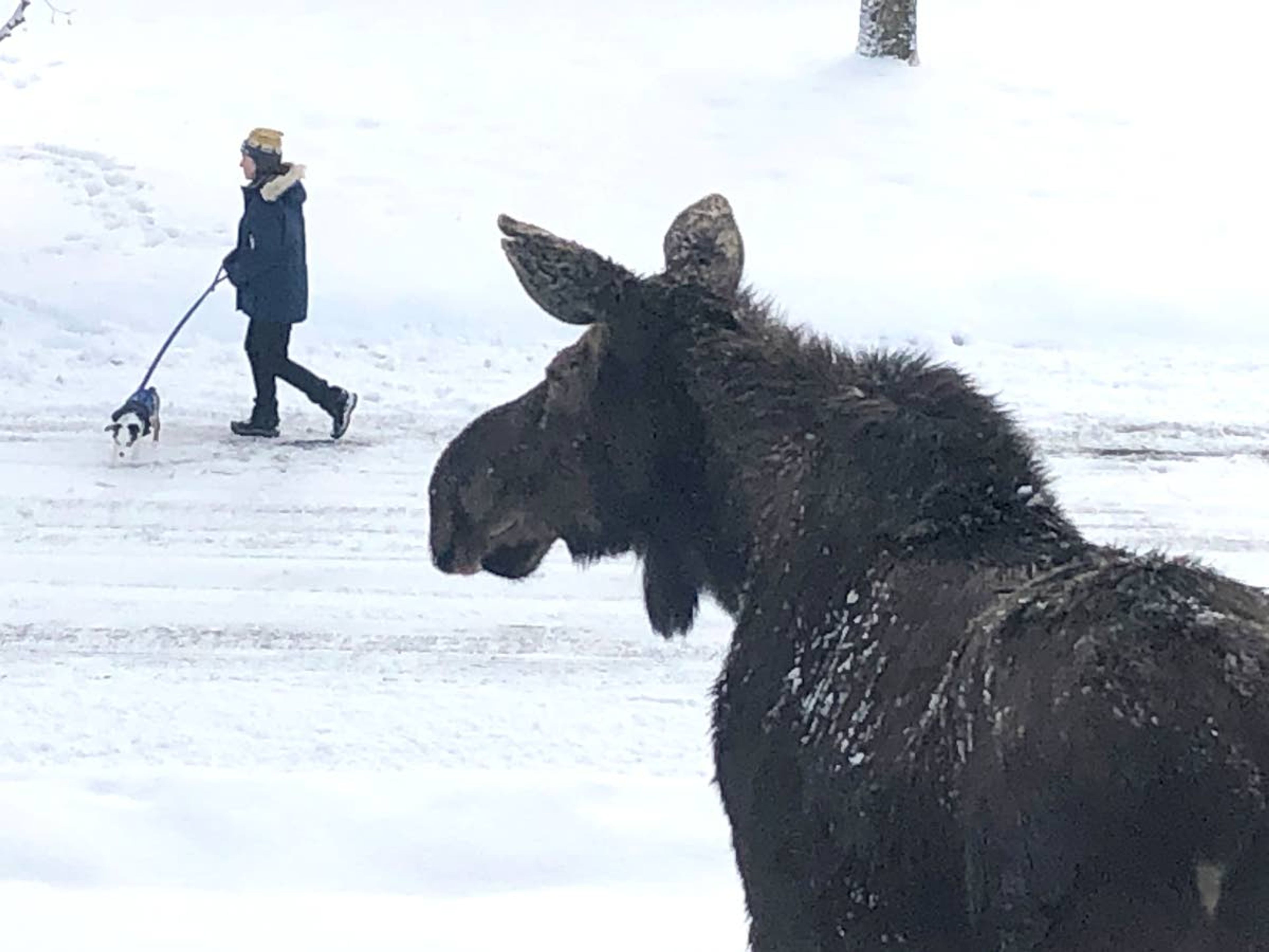 A moose appears to keep an eye on a passing dog and its owner Feb. 27 on Garfield Street in Moscow.