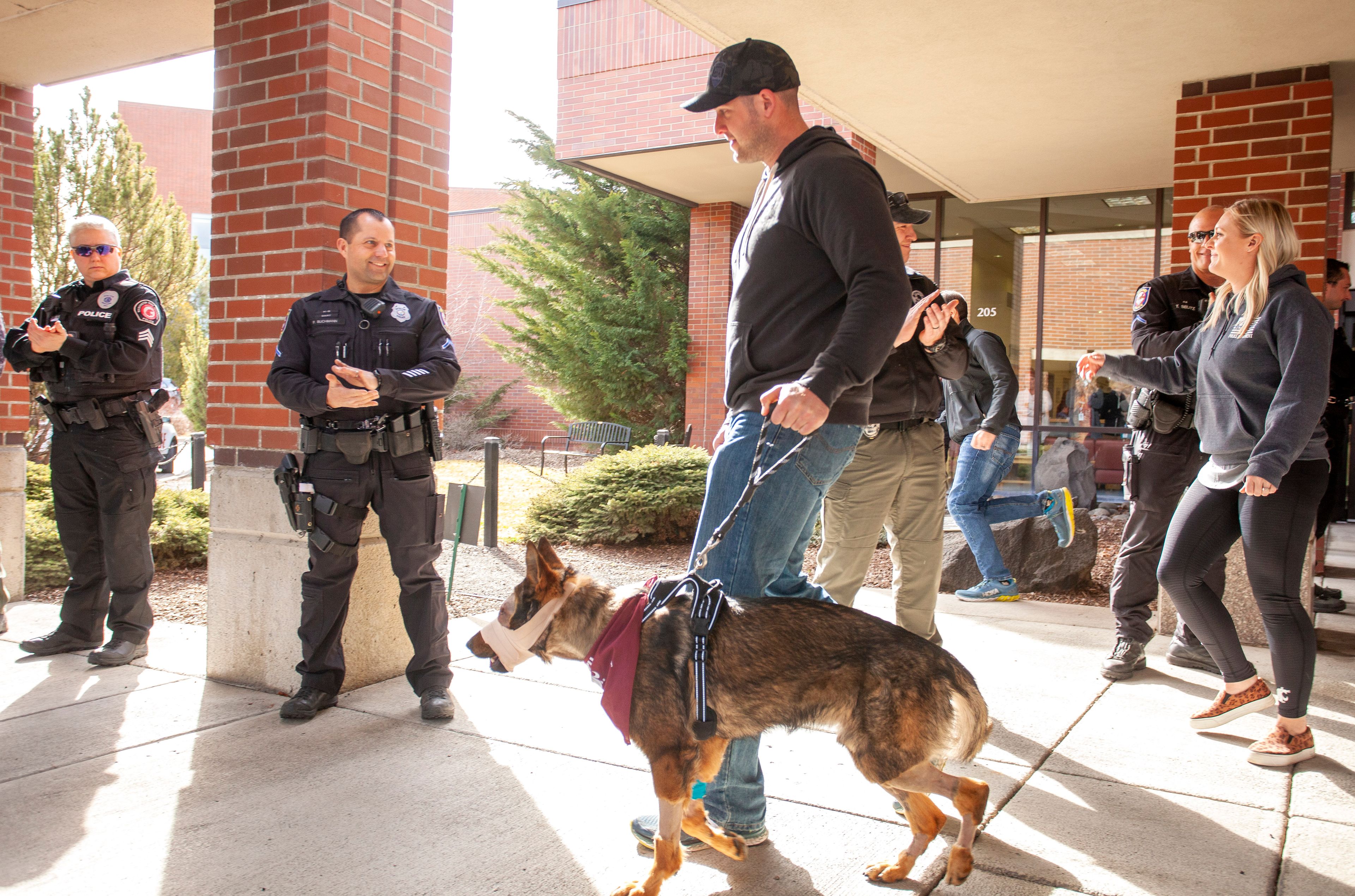 Chief, and injured police dog, walks out of the Washington State University Veterinary Teaching Hospital in Pullman today, alongside handler, Nick Stewart, and Stewart's wife, Alli Stewart, right.