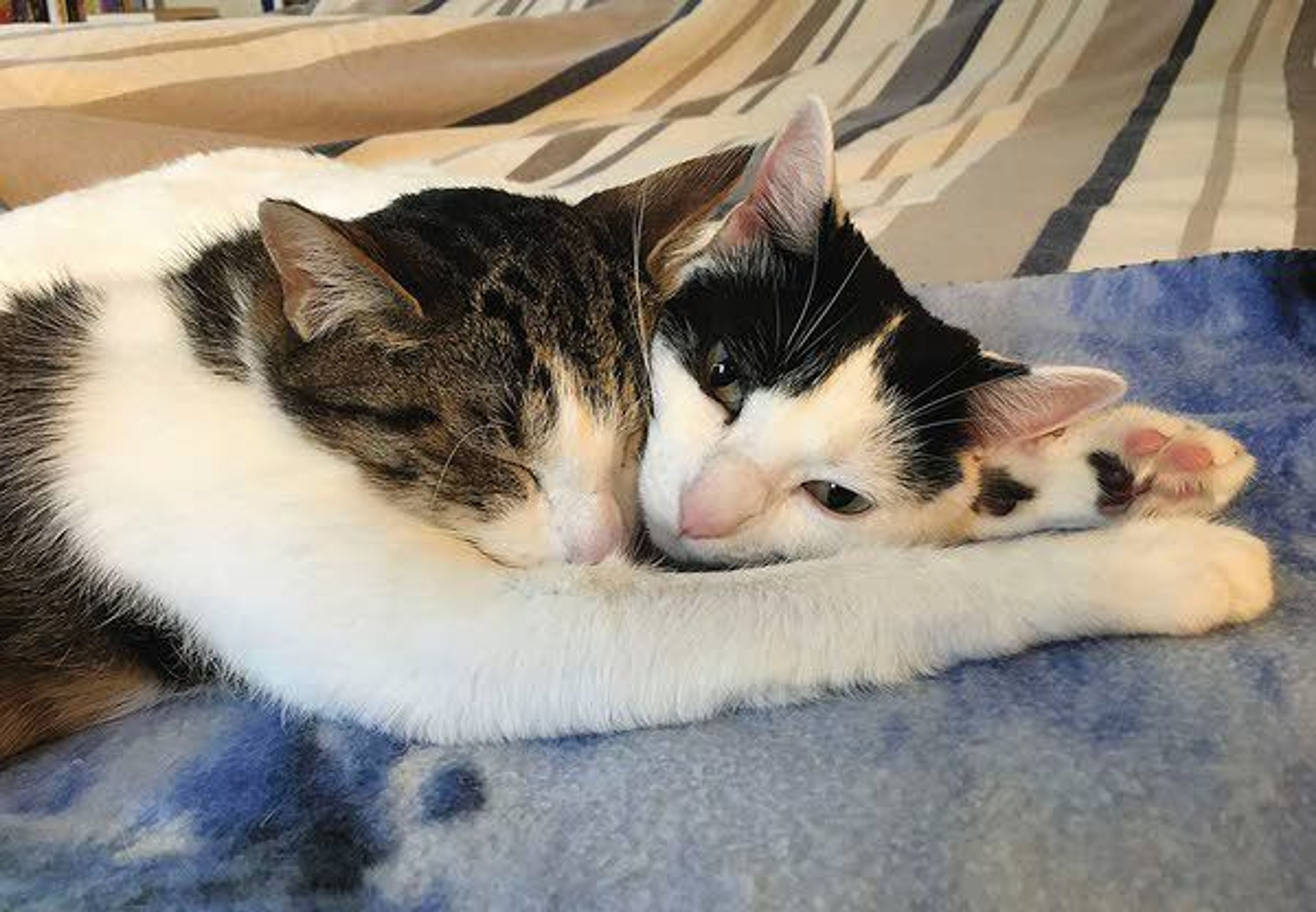 Linus, left, asleep with his buddy Rory Jayne on right on Sunday in Portland.