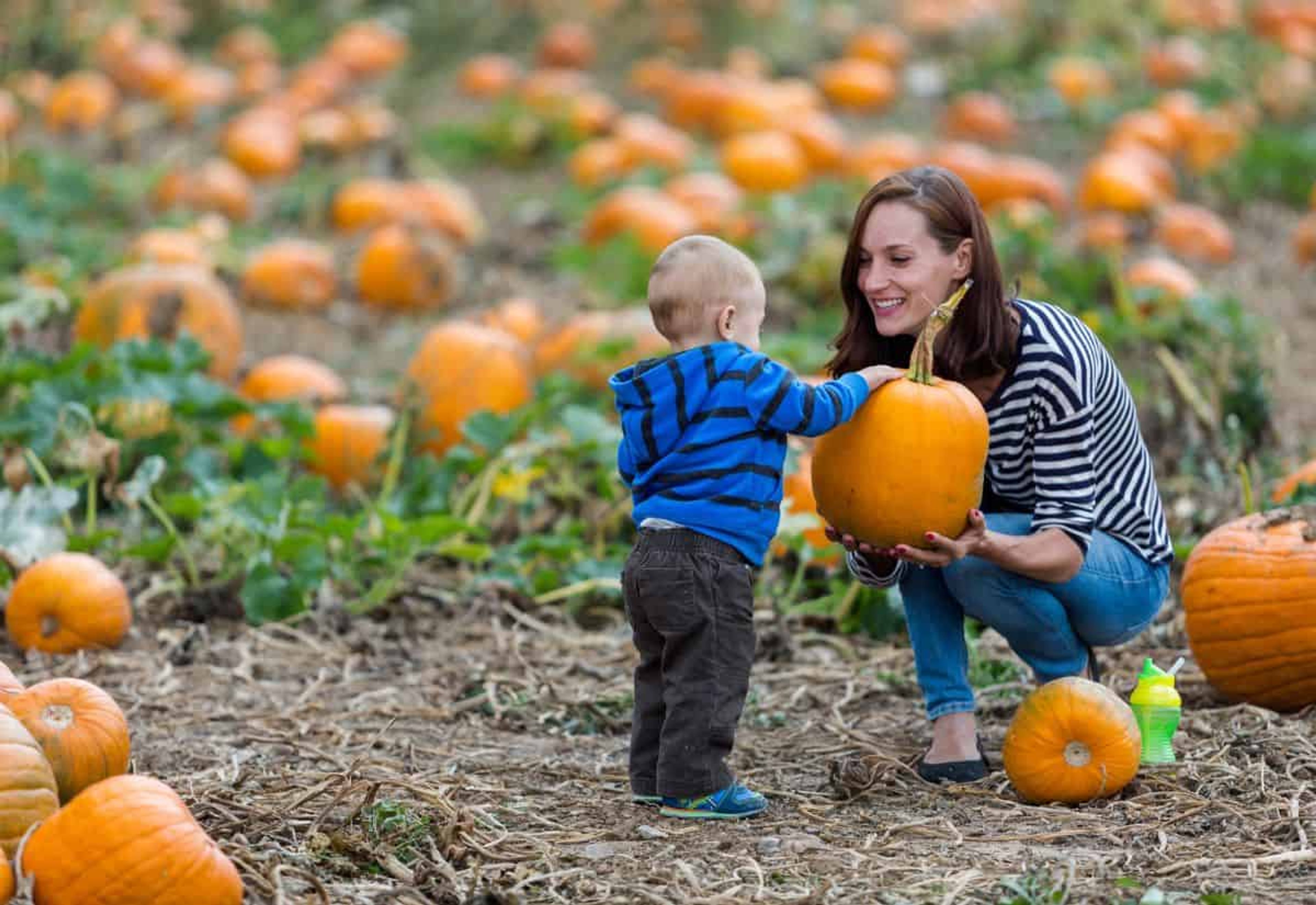 What's the big deal with pumpkin patches? There's a reason we all go a little pumpkin crazy in the fall. Photo credit: Depositphotos.