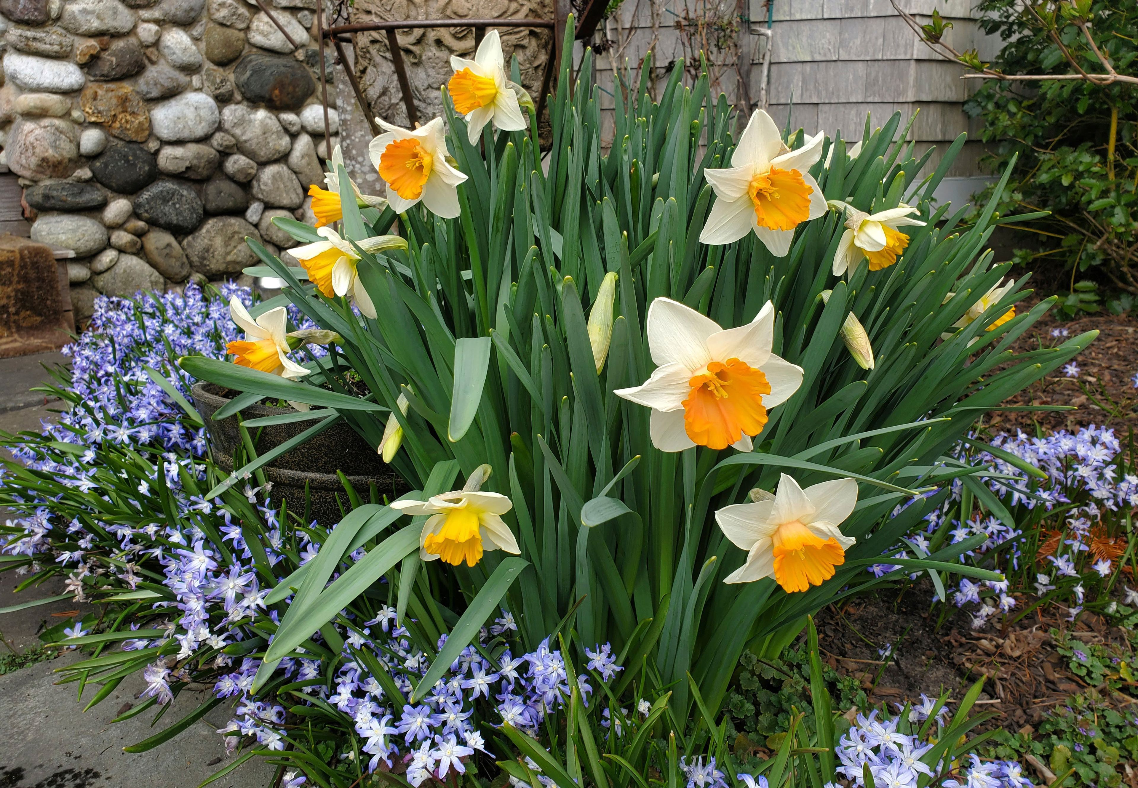 This image provided by Quintessential Gardens shows glory of the snow growing beneath daffodils in Westport, Mass. on April 14, 2022. (Jessica Cook/Quintessential Gardens via AP)