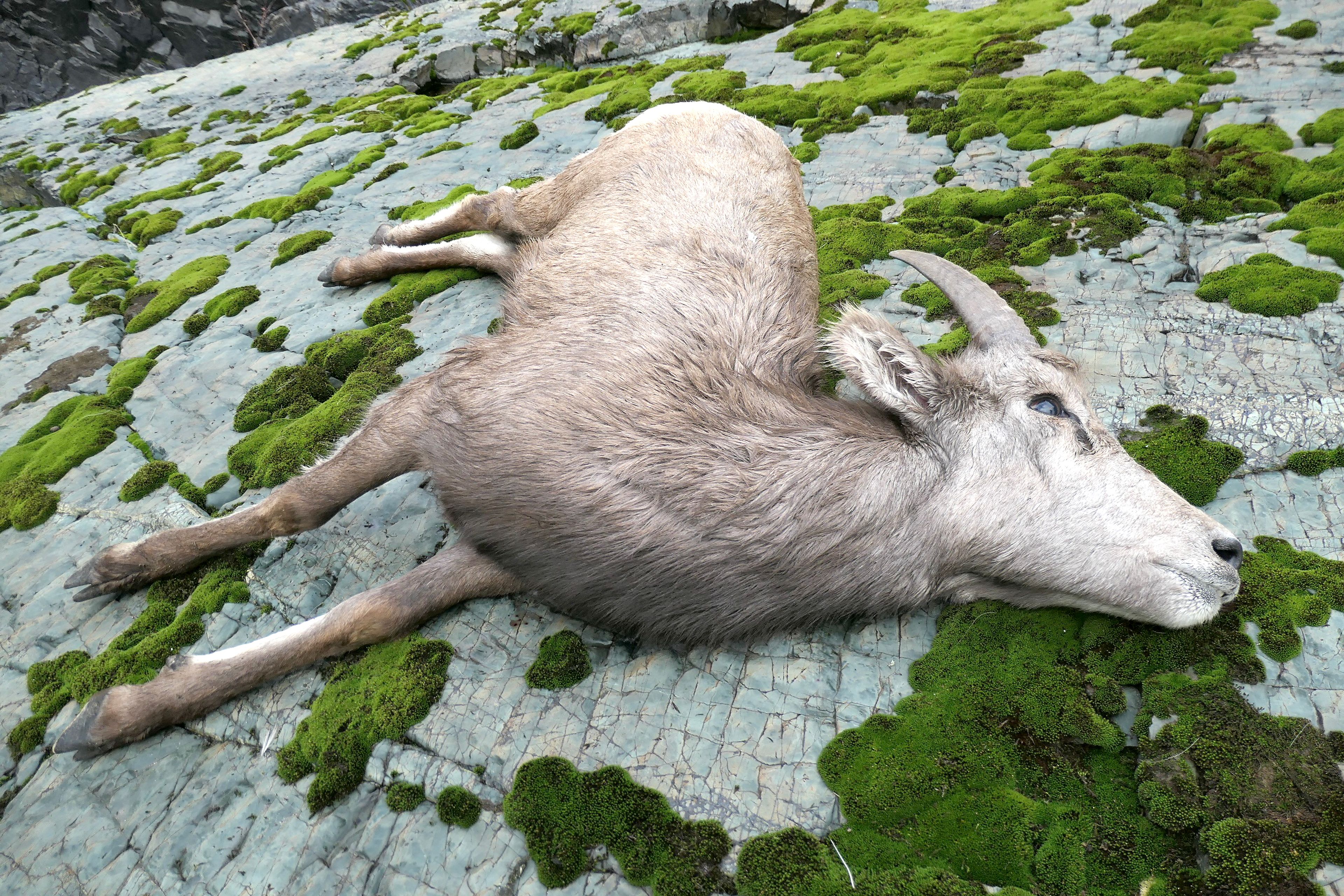 A new outbreak of pneumonia has it bighorn sheep populations in Hells Canyon. The hardest hit area appears to be Hunting Unit 11 south of Lewiston.