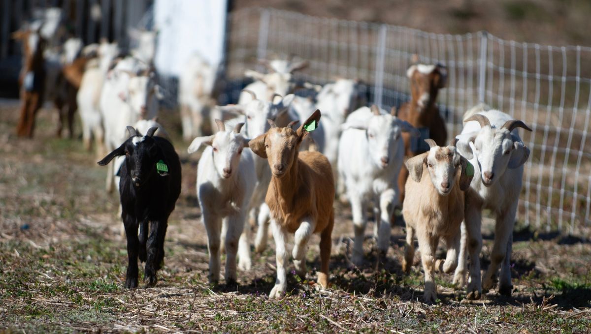 Goats clear underbrush for historic cemetery restoration project