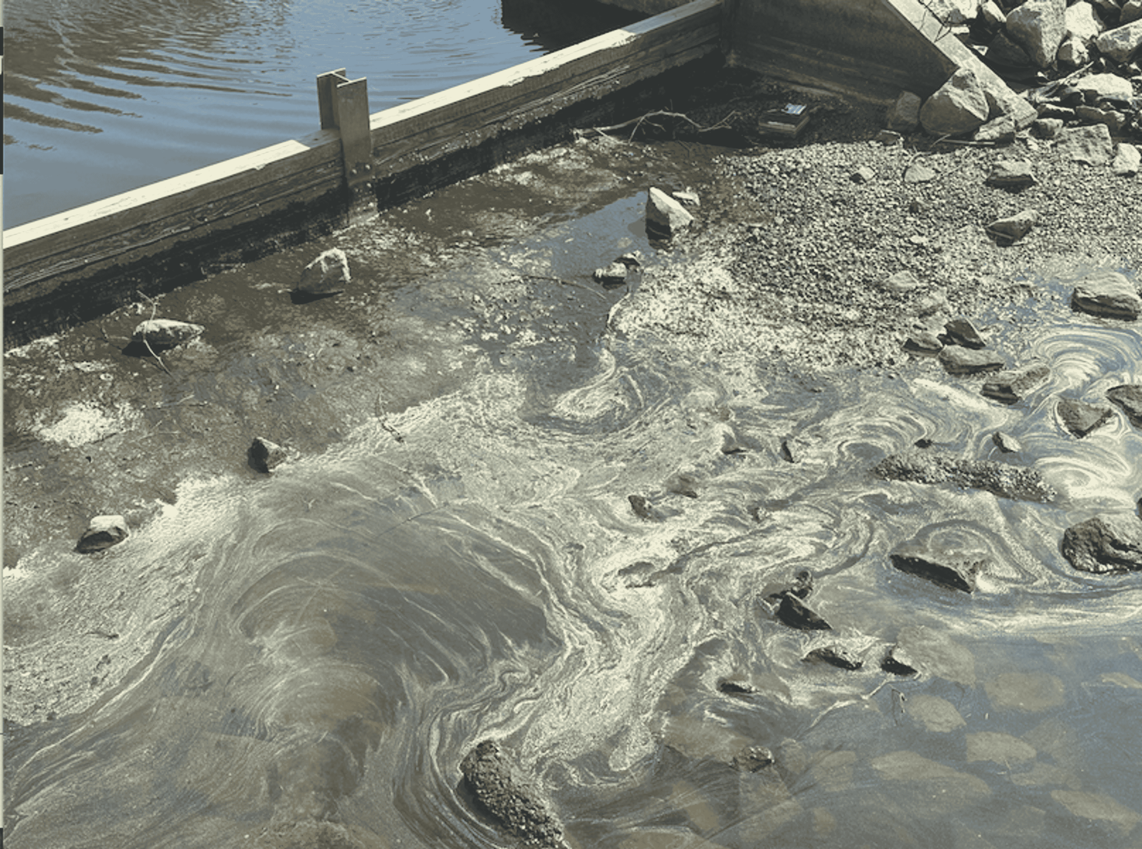 Pine tree pollen blankets Beaufort County 