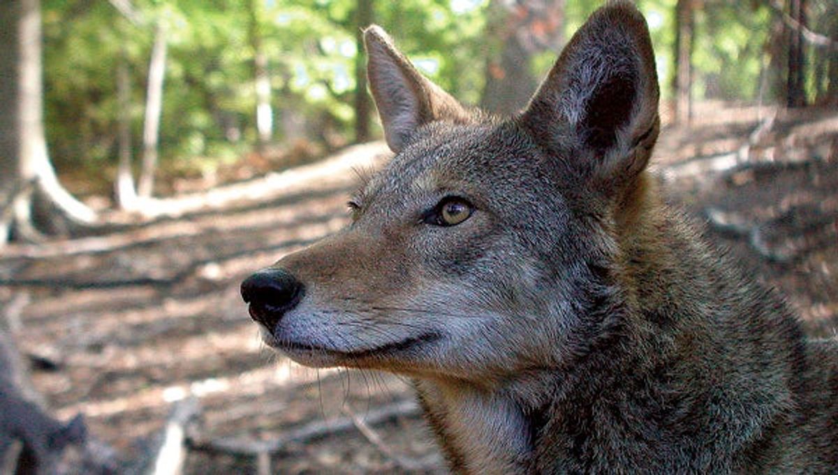 Red wolves could be declared extinct in NC