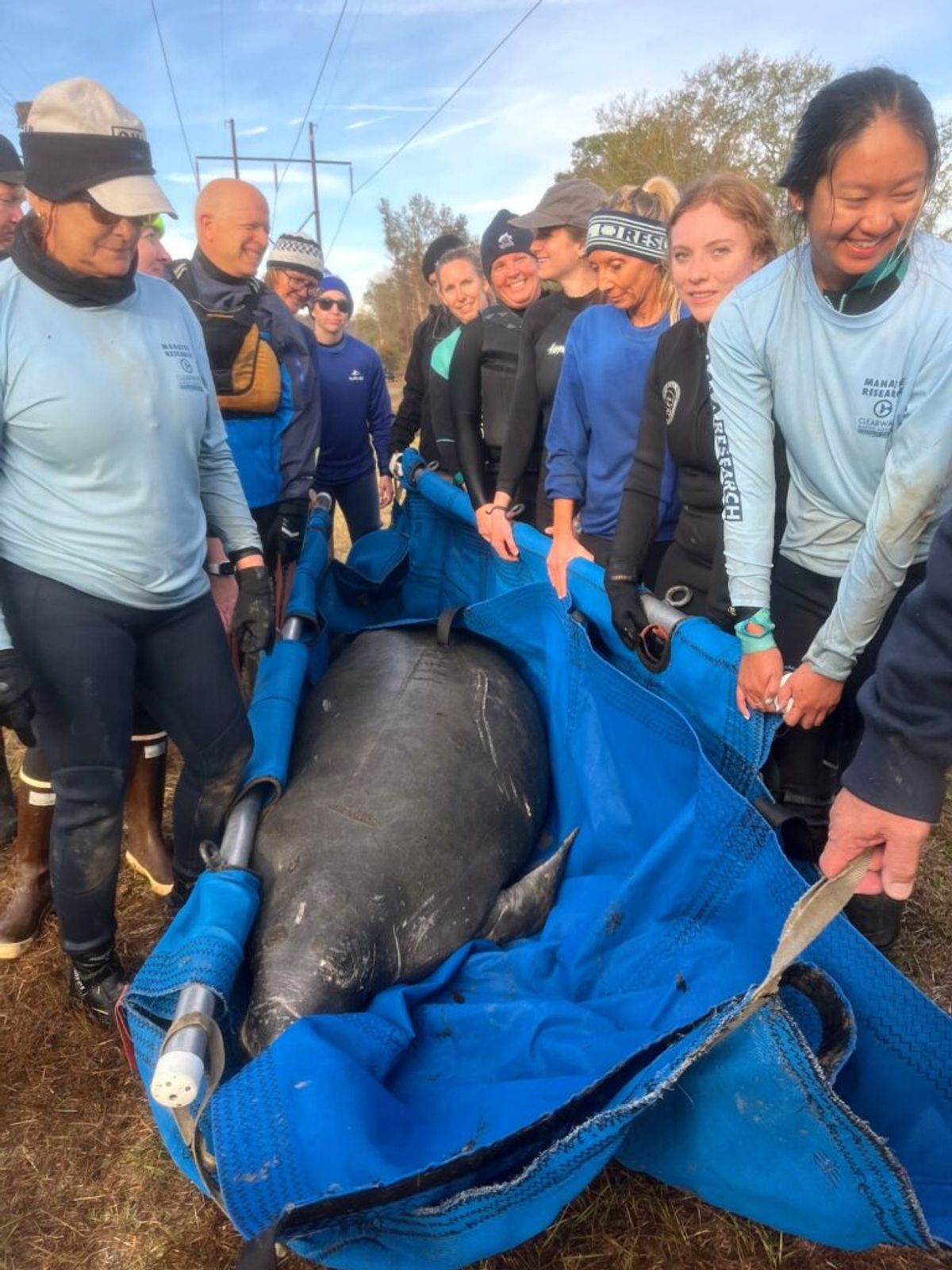 Distressed manatee rescued in Tar River canal