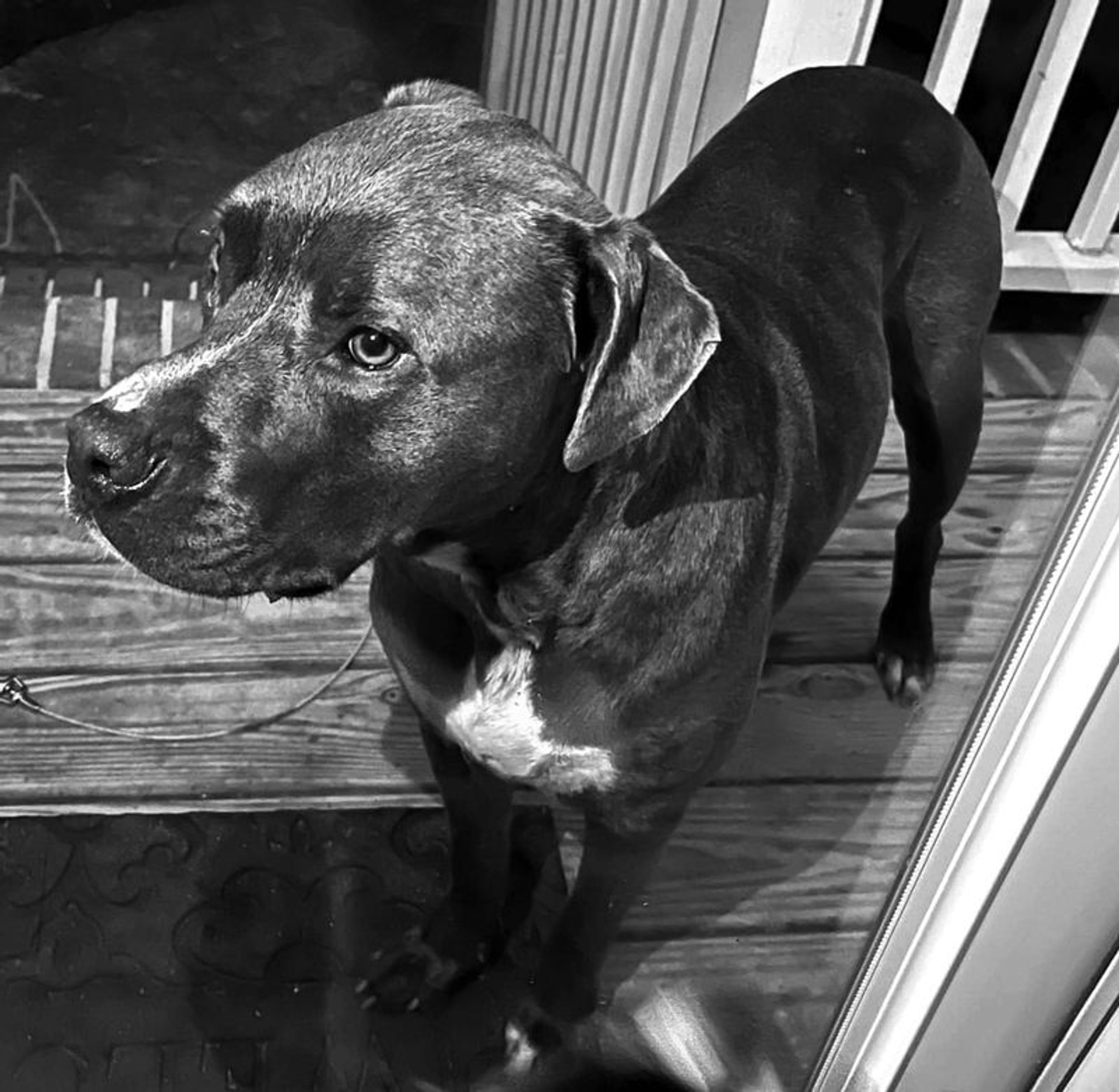 Lost dog, Jep, friendly, neute