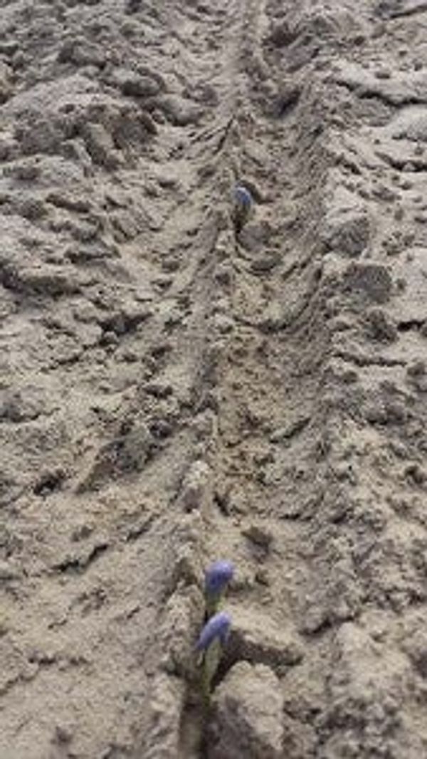 sage wrap maxi dress