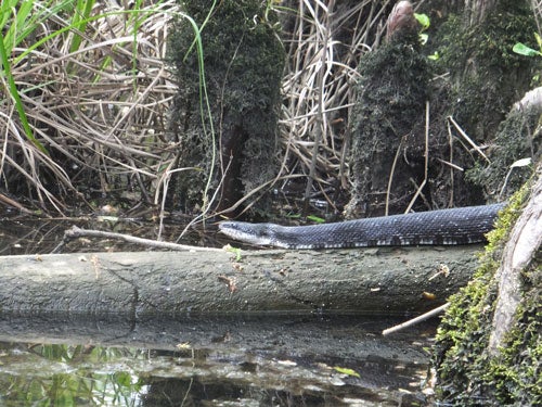 Snakes alive!