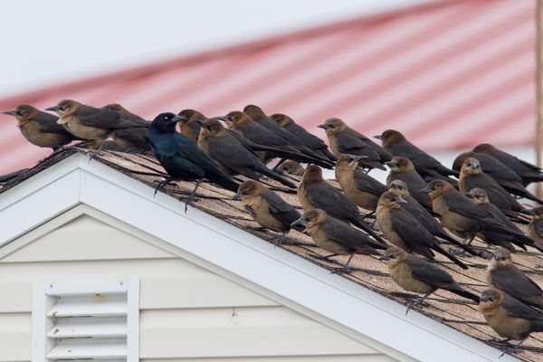The Mysterious, Marshy Life of the Boat-tailed Grackle - Cape May County events and local stories