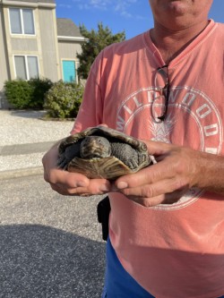 A Sand Pit Saga: Wildwood Crest Removes Turtle Nesting Spot