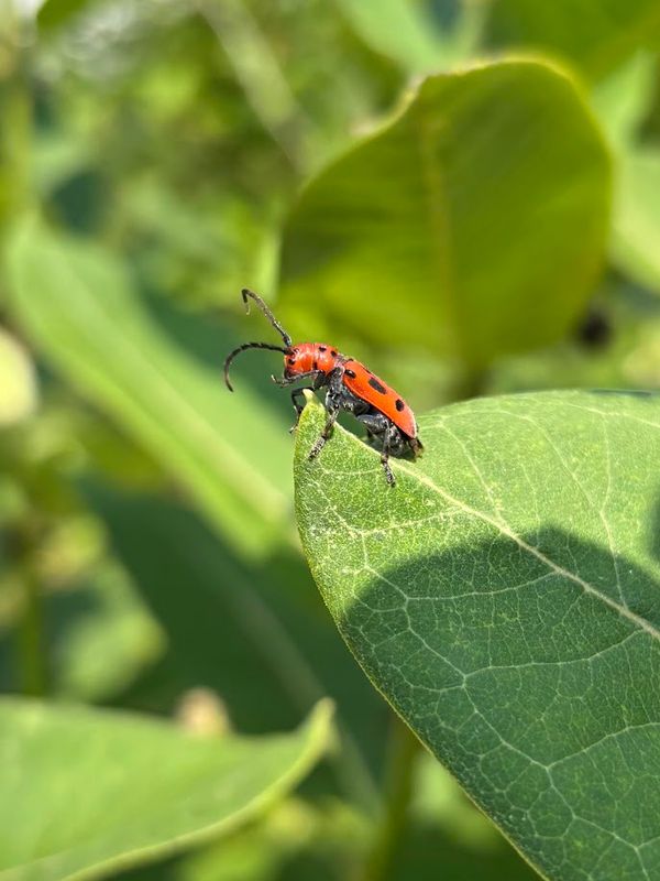 Cape May Naturally: Mindful Moments in a Milkweed Patch - Cape May County events and local stories