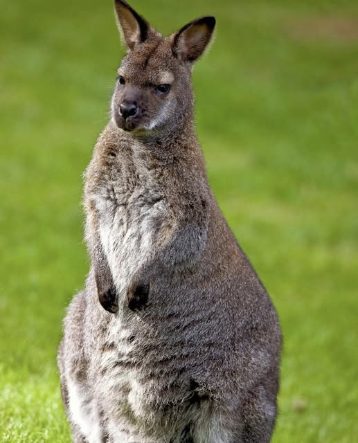 The Great Escape – Wallaby Back Home After Wandering From Zo