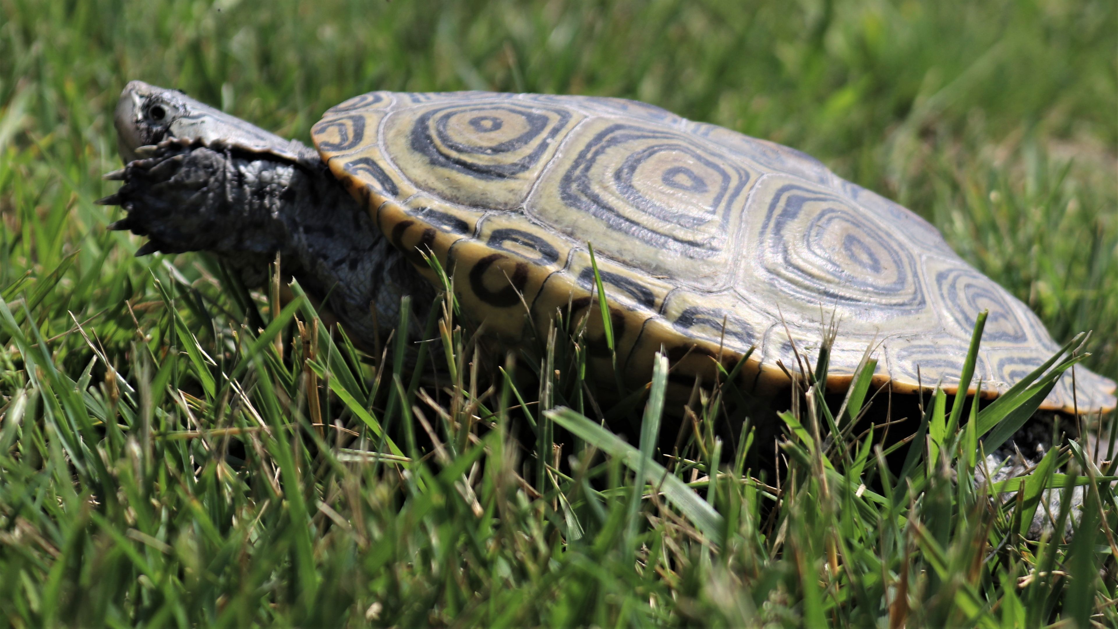 A Sand Pit Saga: Wildwood Crest Removes Turtle Nesting Spot