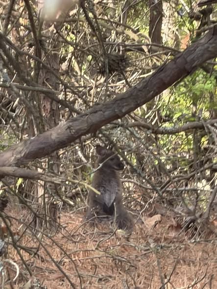 The Great Escape – Wallaby Back Home After Wandering From Zo
