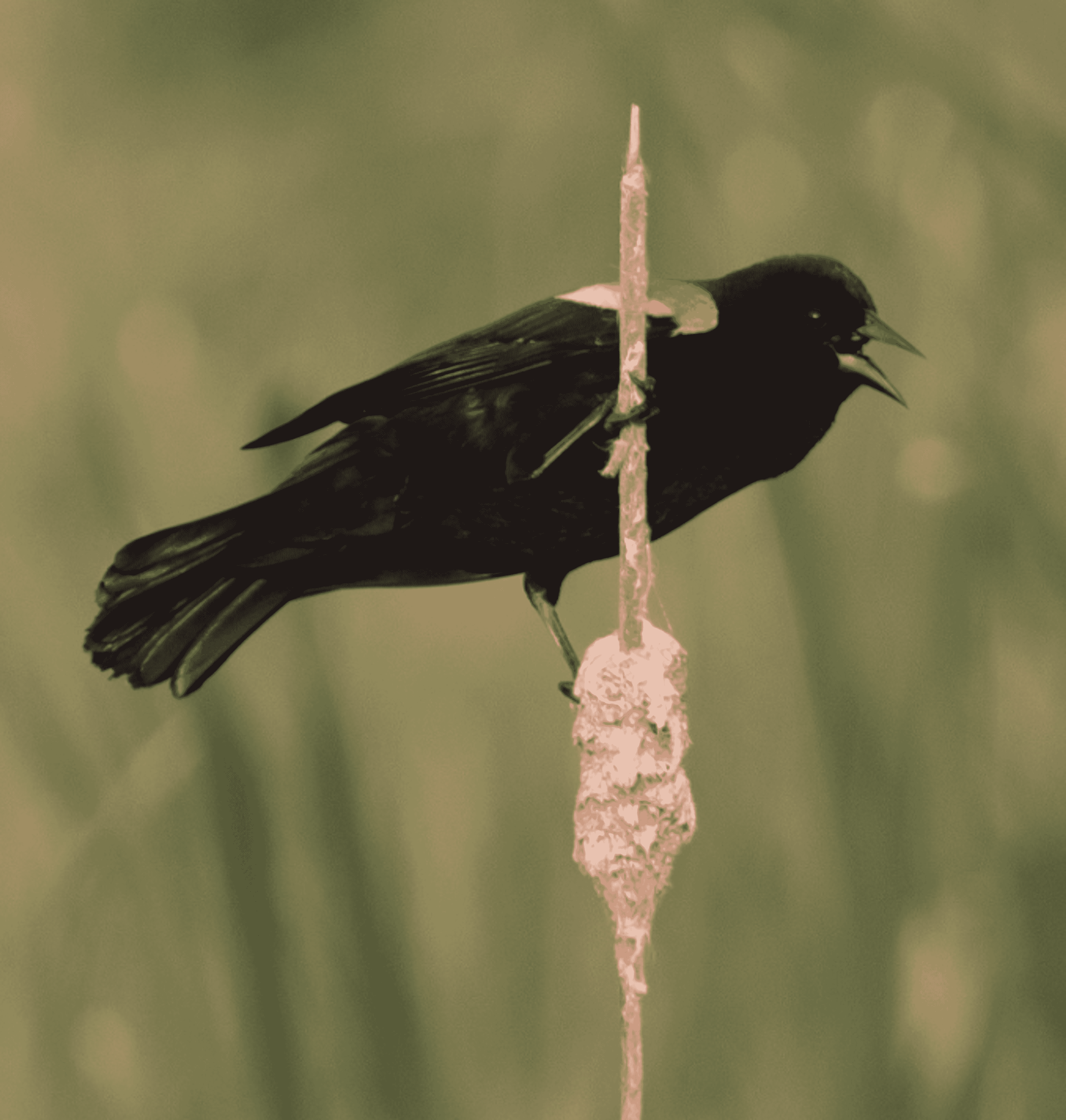 Cape May Naturally: Red-winged Blackbirds Announce Spring’s Return 