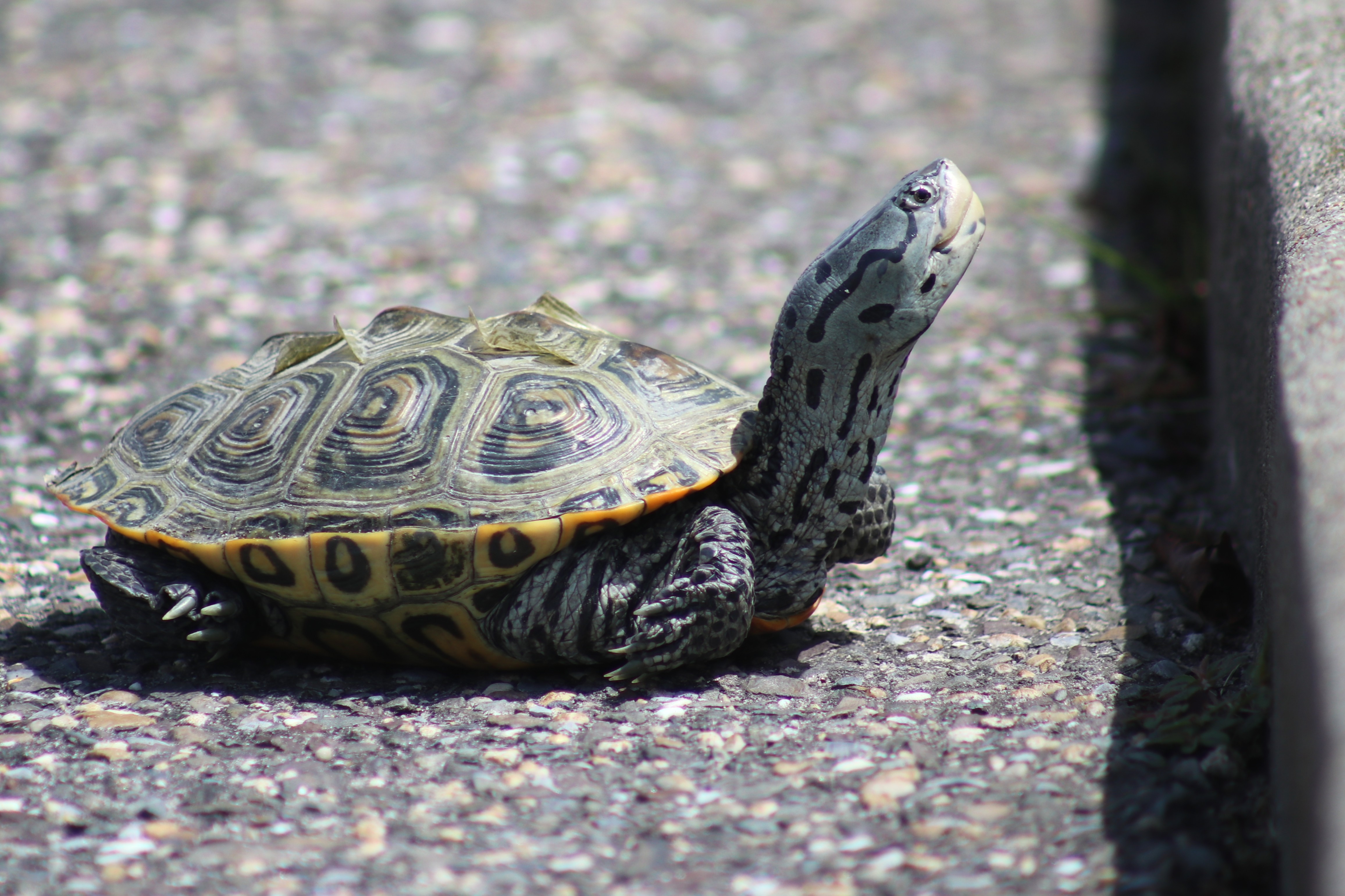 rough & swellHUNTER OFF TURTLE フリースタートル A Sand Pit Saga: Wildwood Crest Removes Turtle Nesting Spot