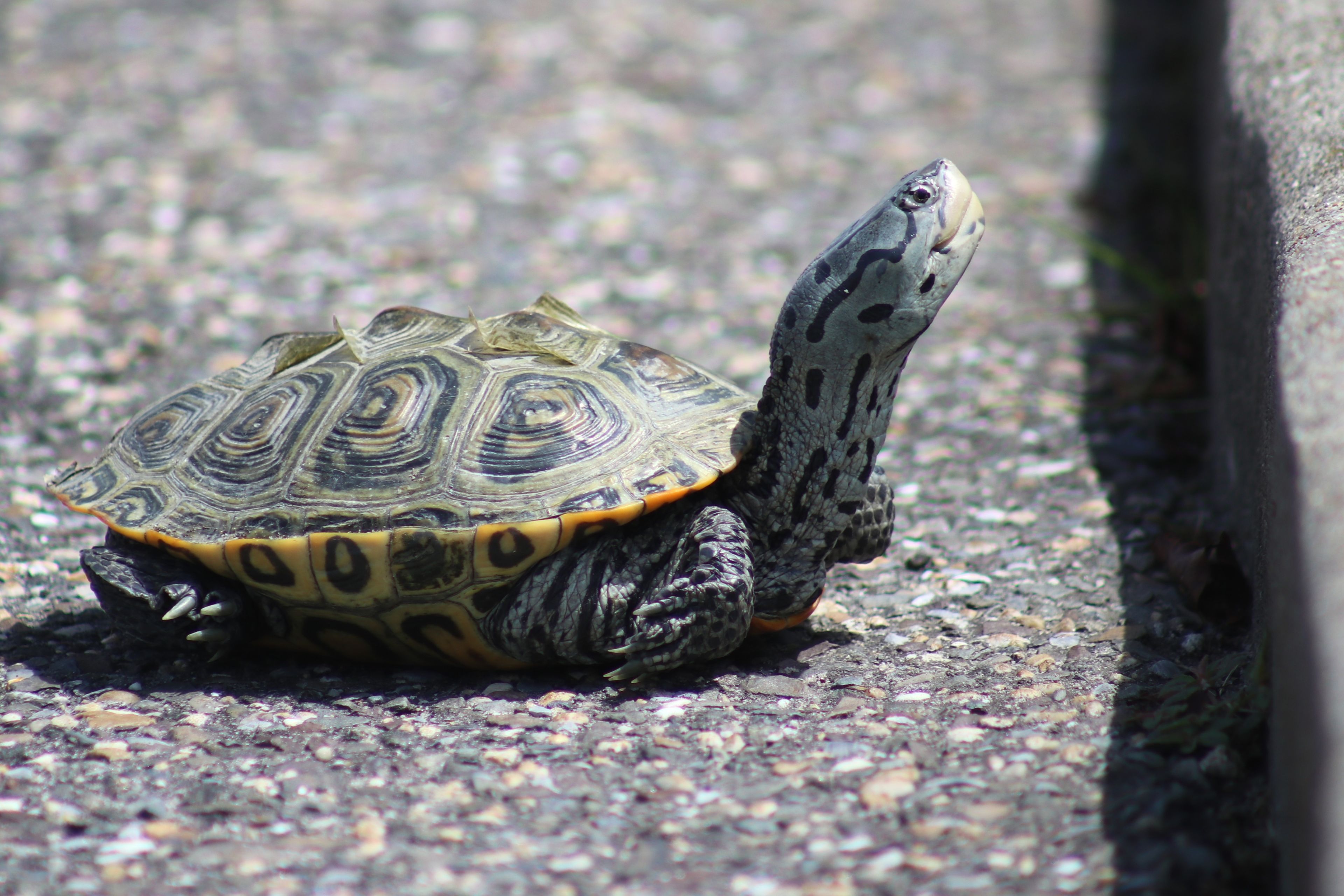 A Sand Pit Saga: Wildwood Crest Removes Turtle Nesting Spot