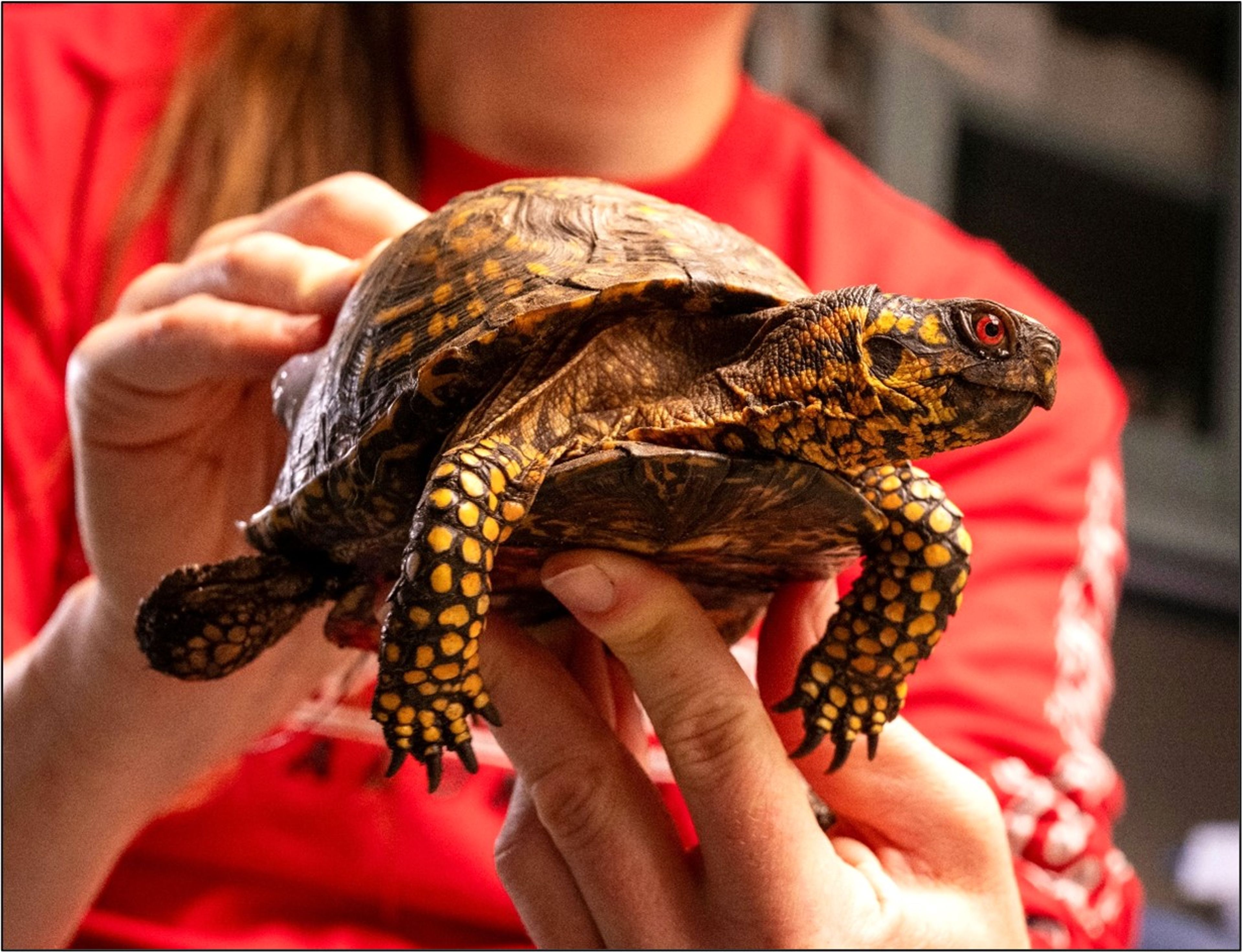 This year’s Pinelands Short Course includes a new course about native eastern box turtles and the Pinelands Commission’s ongoing scientific radio tracking study of box turtles.