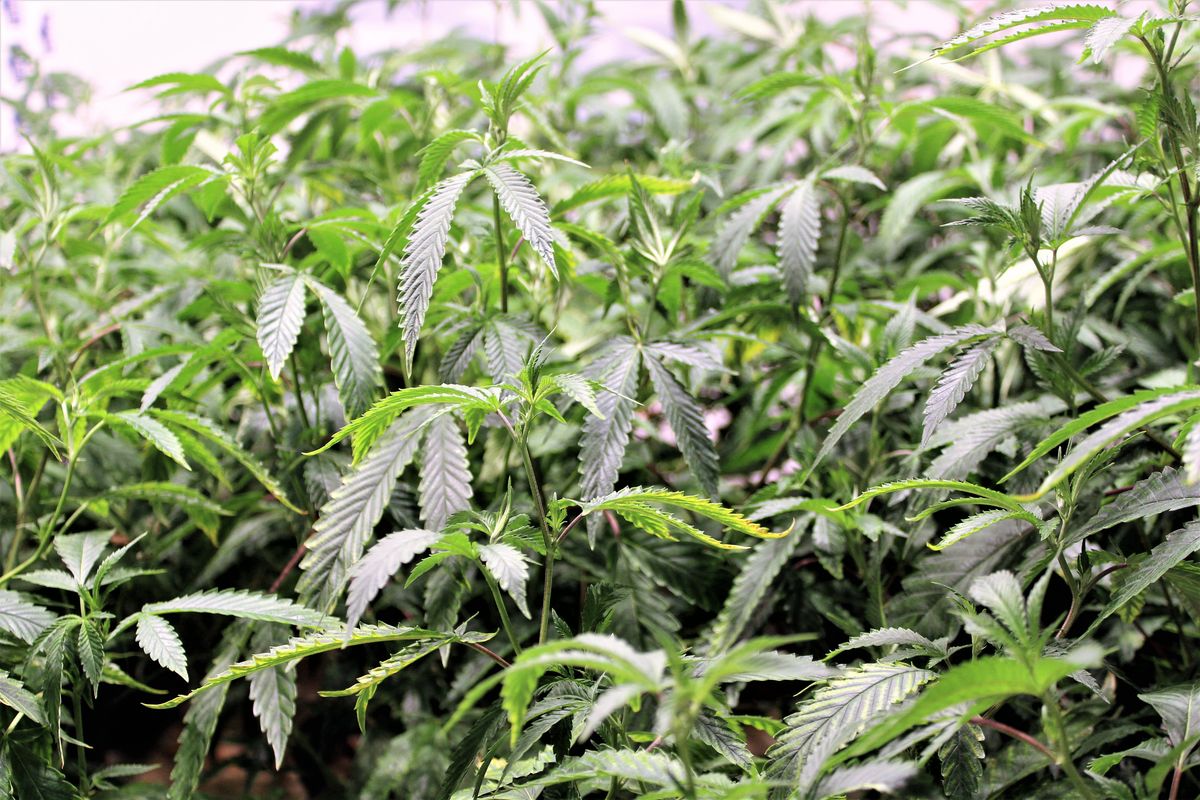 Lower to Consider Cannabis Store Plans