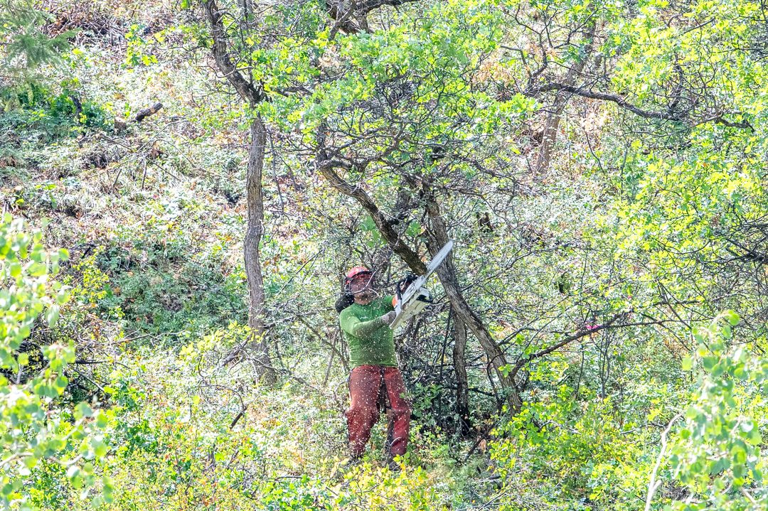 Aspen wants to bolster forestry program, wildfire mitigation