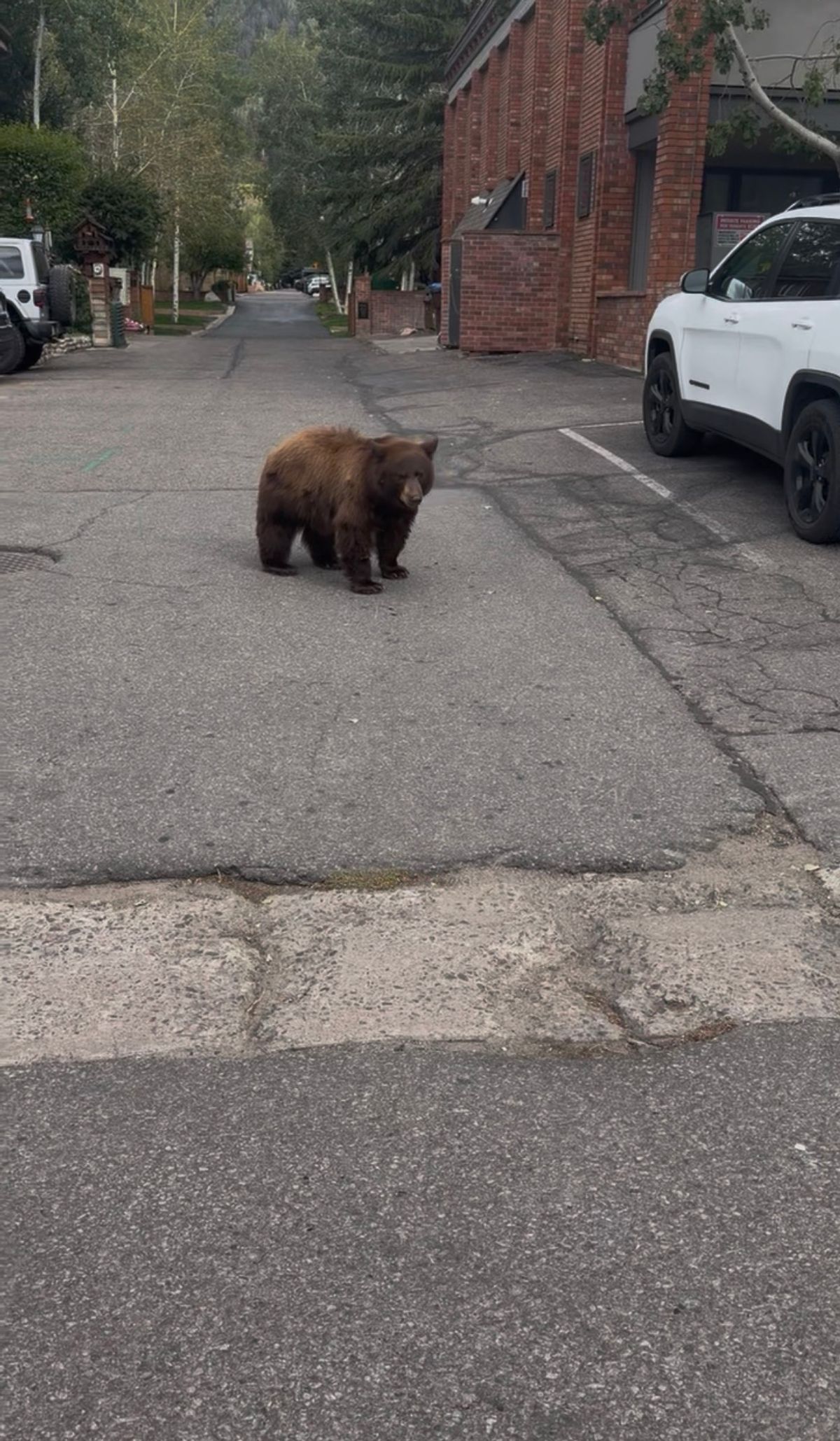 Bear encounter results in $250 harassment fine for Aspen resident