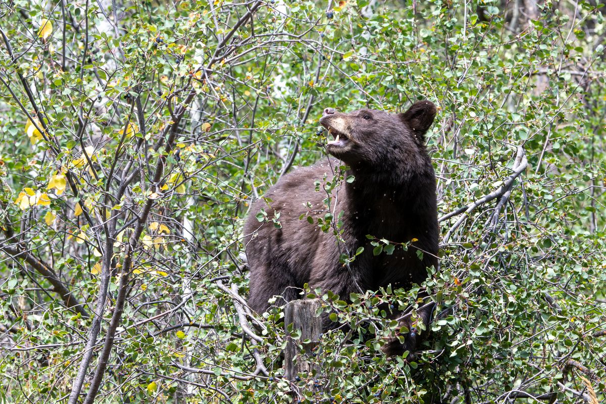 Bear-y lunch