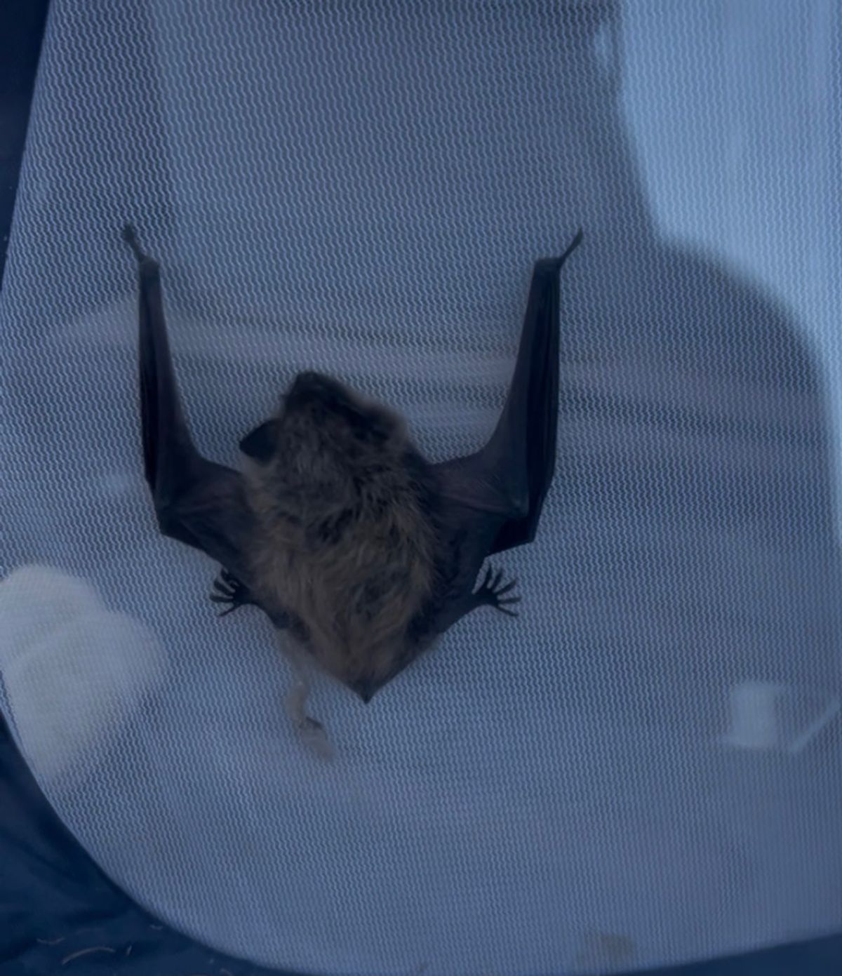 Several Hunter Creek residents get rabies vaccines after bat...