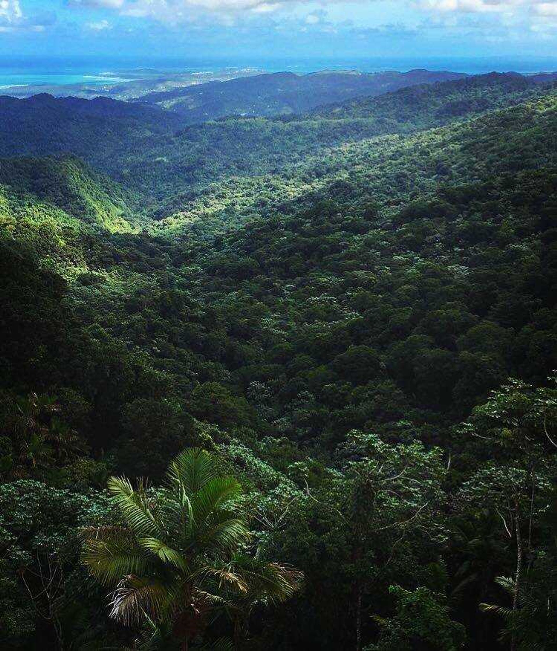 El Yunque National Forest has been almost completely destroyed in the wake of Hurricane Maria. The forest is the nation's only tropical rainforest outside Hawaii and will remain closed until further noticed. 