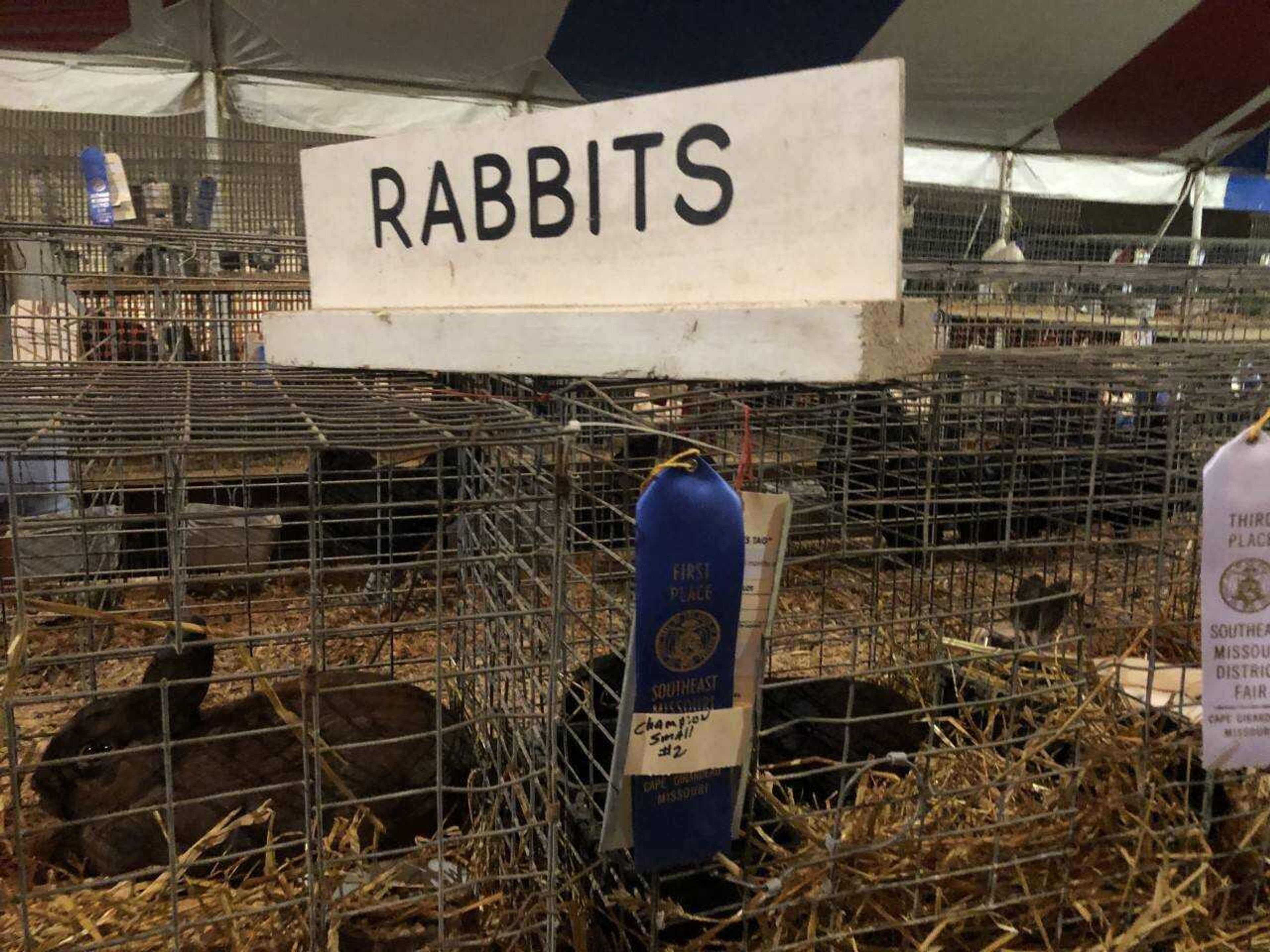 Two of many award winning rabbits sit on display the night of the Livestock Competitions and Judging event Sept. 12 in Cape Girardeau, Missouri.