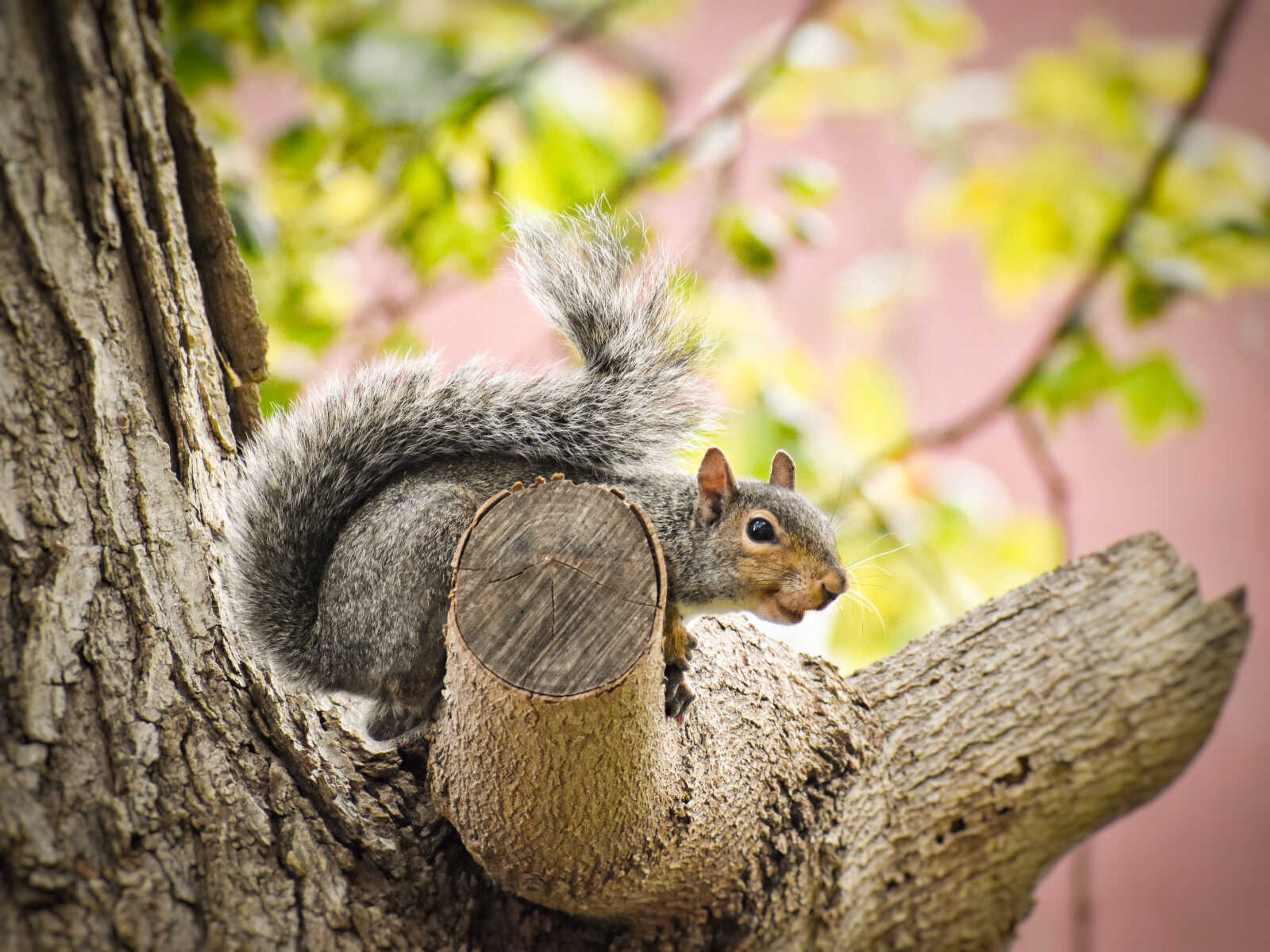 A squirrel rests in a tree outside Brandt Hall.