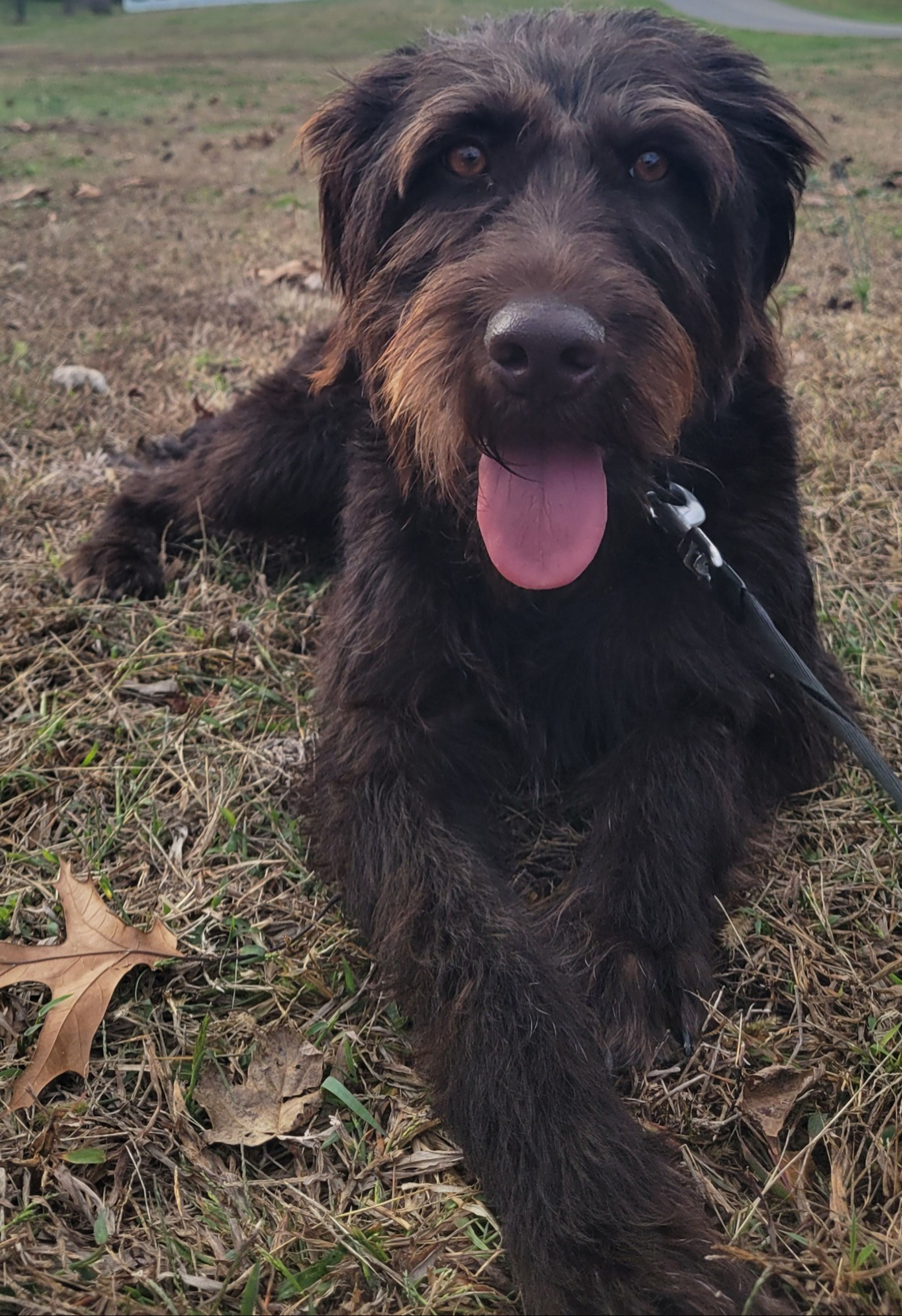 Ella is a 2-year-old German Wirehair Pointer from Greece. She has successfully completed her initial six-week training with long-term K9 Handler, Corporal Spencer. 