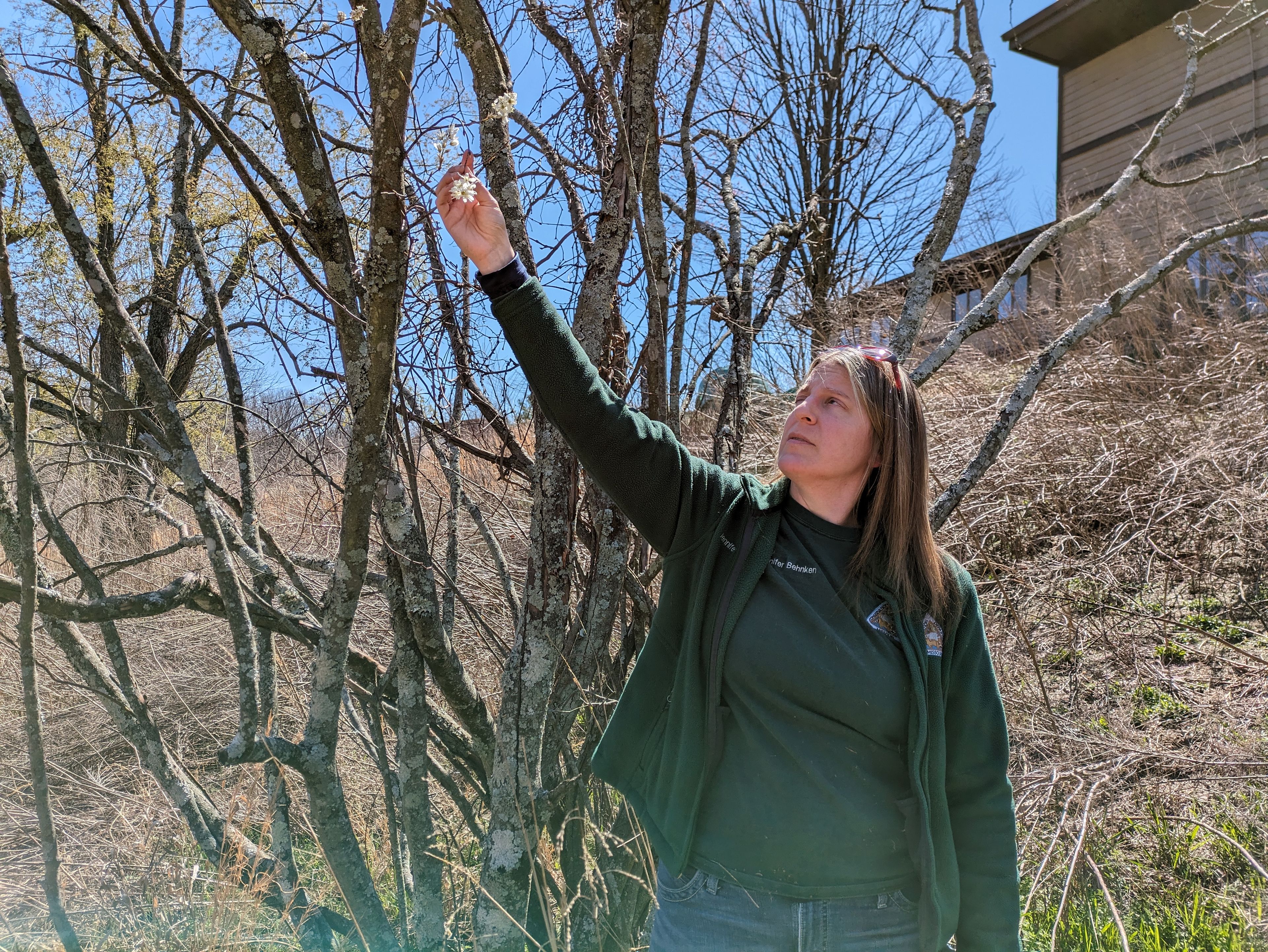 Jennifer Behnken describes the attributes of the serviceberry tree. The tree is one of many environmentally friendly alternatives to the Callery pear.