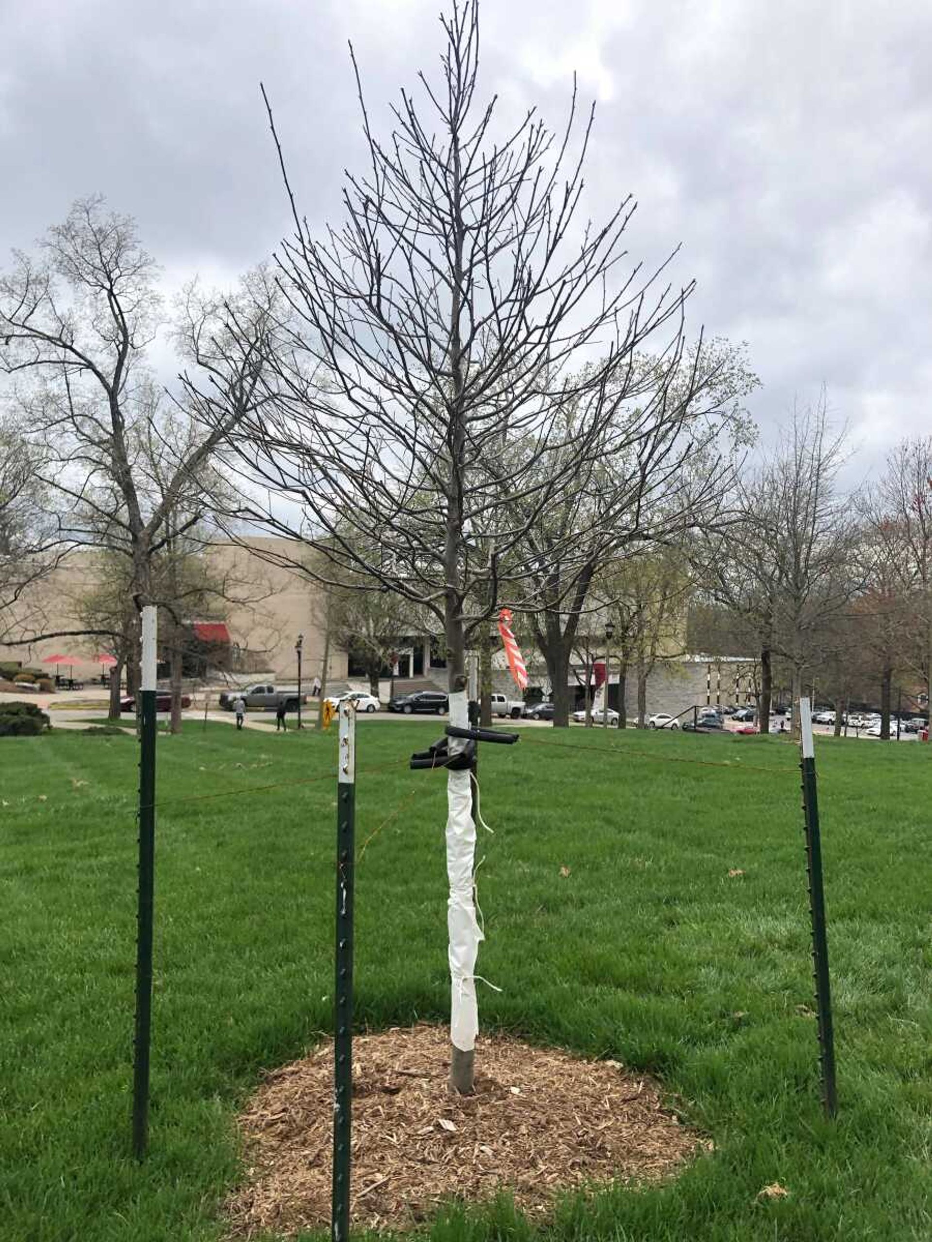 A Black Gum tree was planted and dedicated to the local rotary club for a century of service in the community.